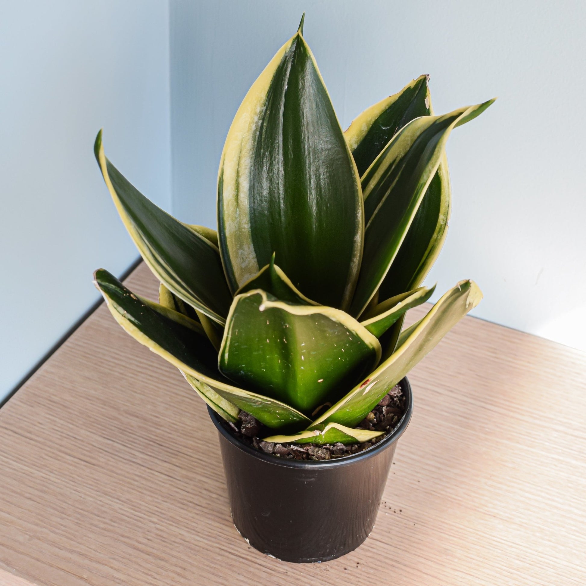 Sansevieria Lotus Hahnii | The Plant Boys