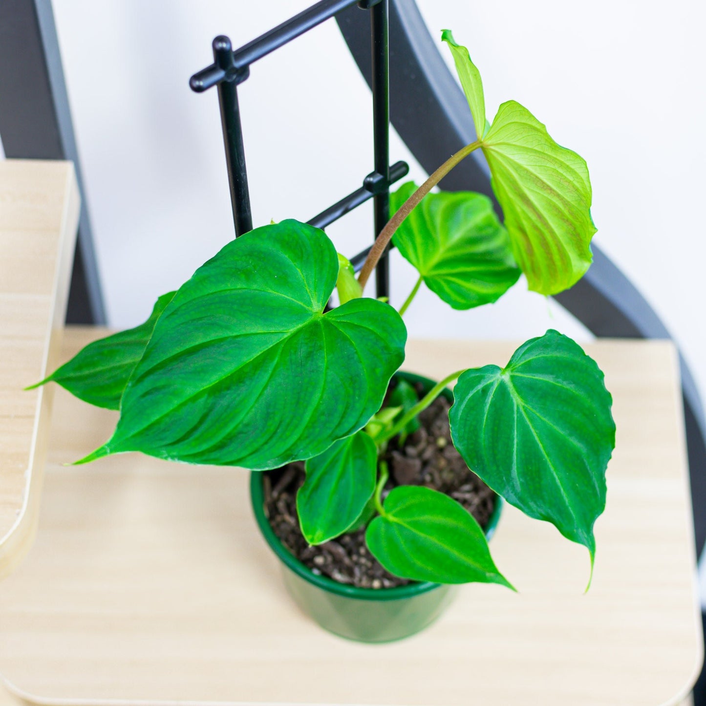 Philodendron Verrucosum | The Plant Boys