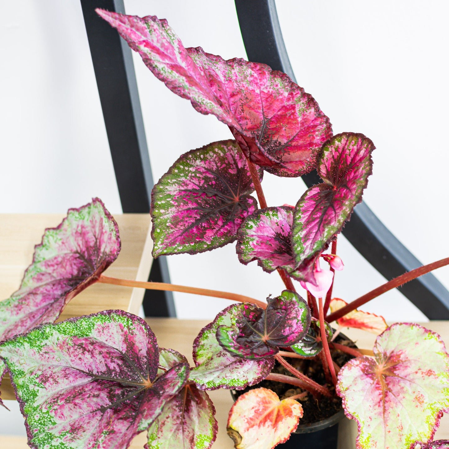 Begonia Plum Paisley | The Plant Boys