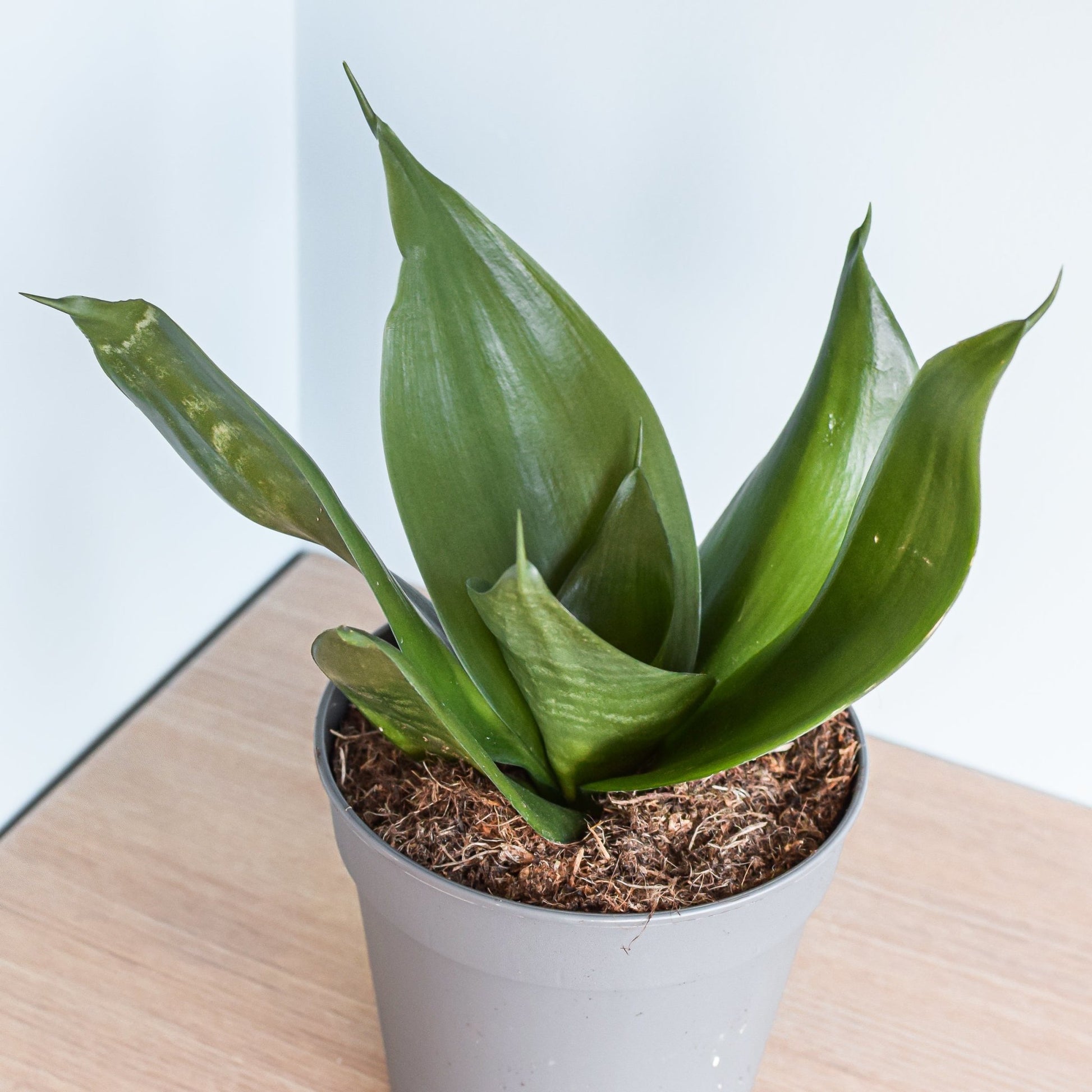 Sansevieria Jade Hahnii | The Plant Boys