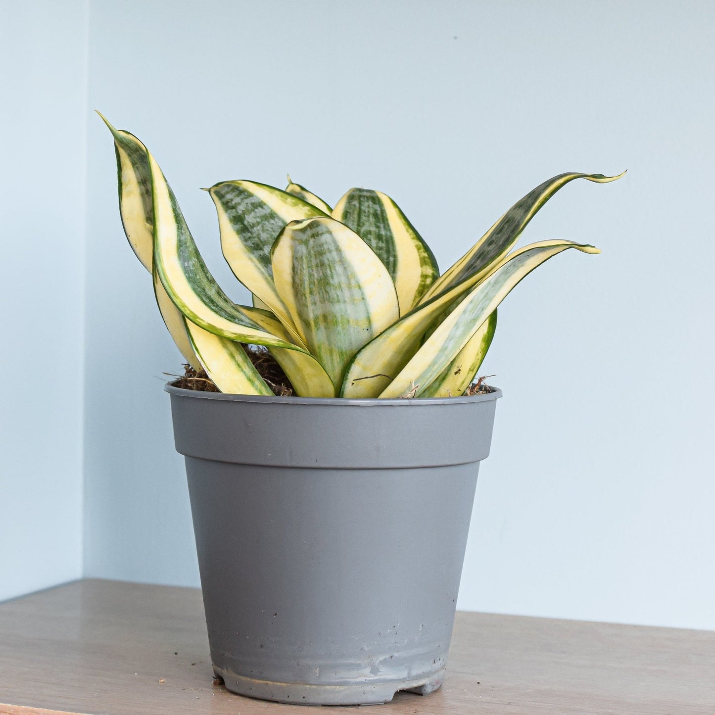 Sansevieria Golden Hahnii | The Plant Boys