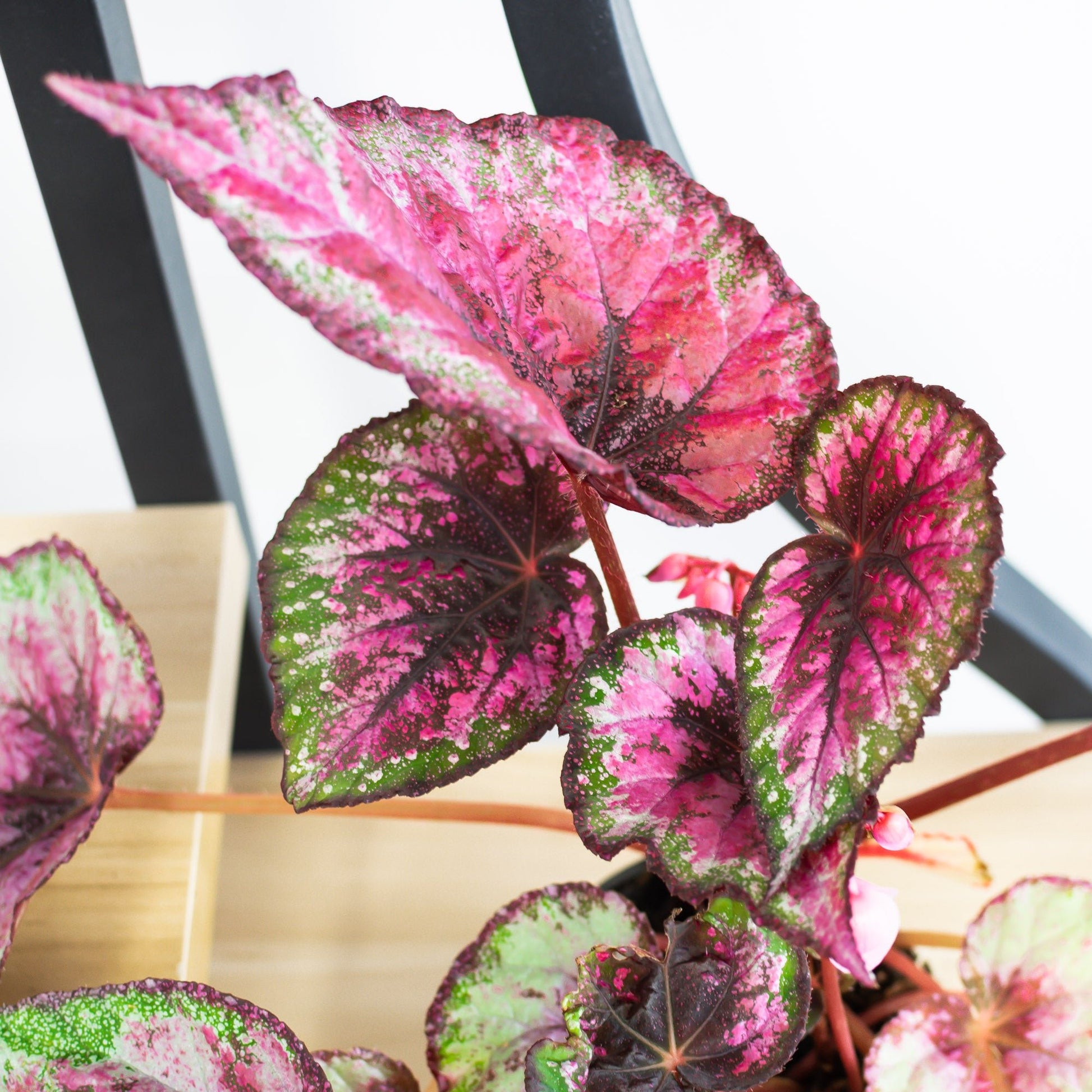 Begonia Plum Paisley | The Plant Boys