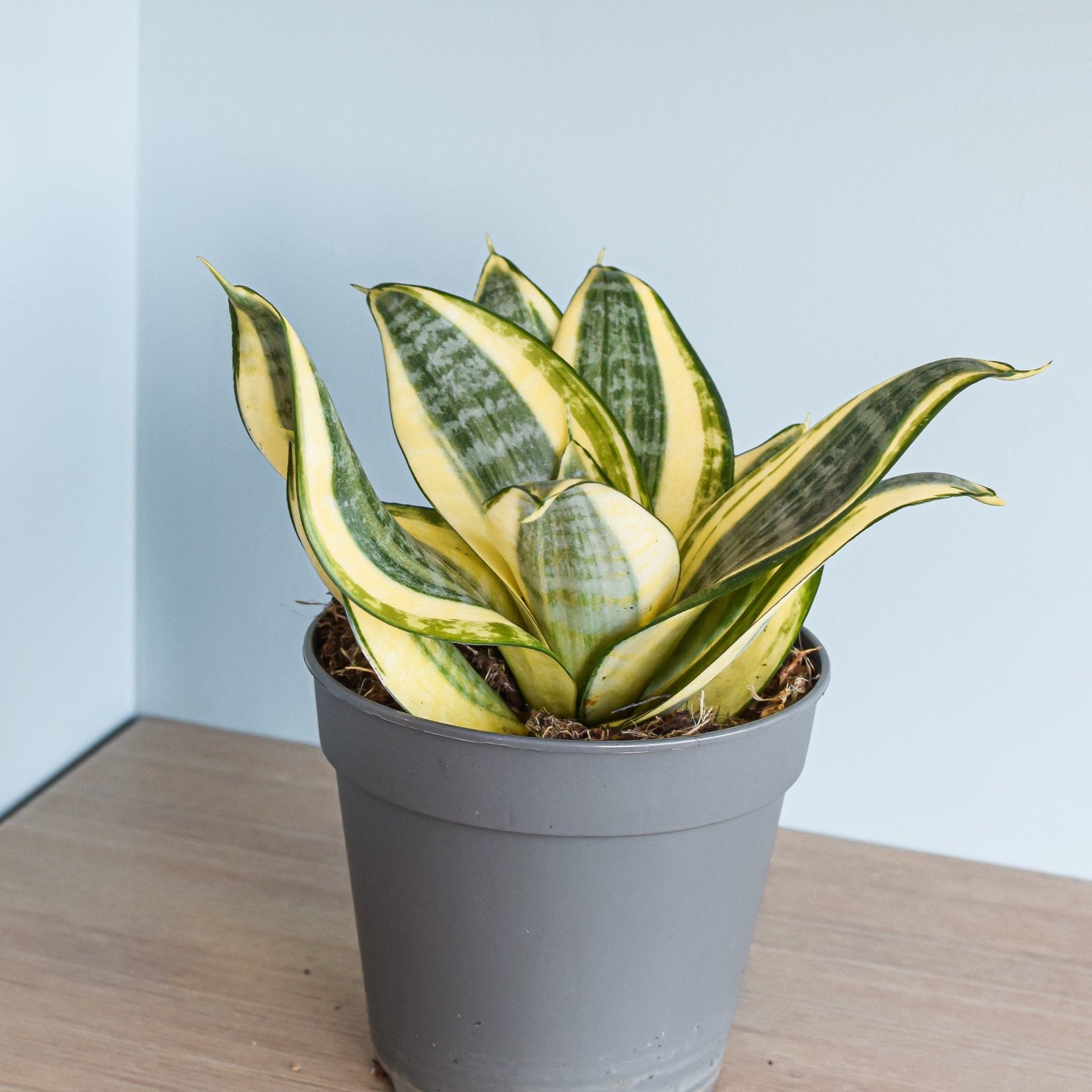 Sansevieria Golden Hahnii | The Plant Boys