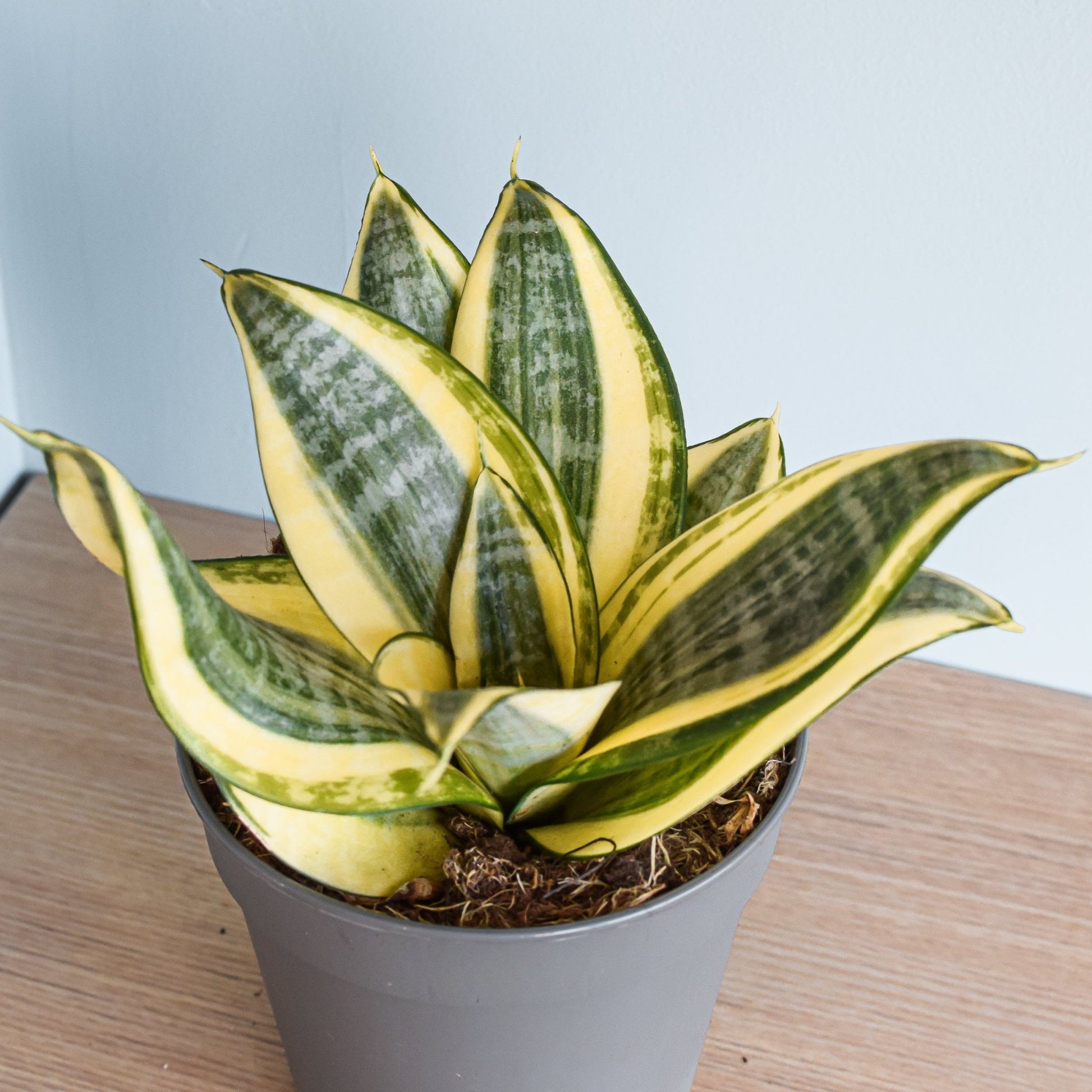 Sansevieria Golden Hahnii | The Plant Boys