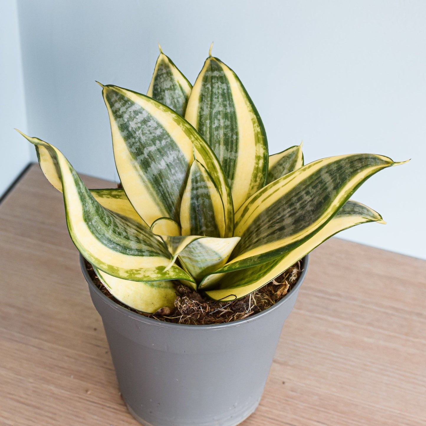 Sansevieria Golden Hahnii | The Plant Boys