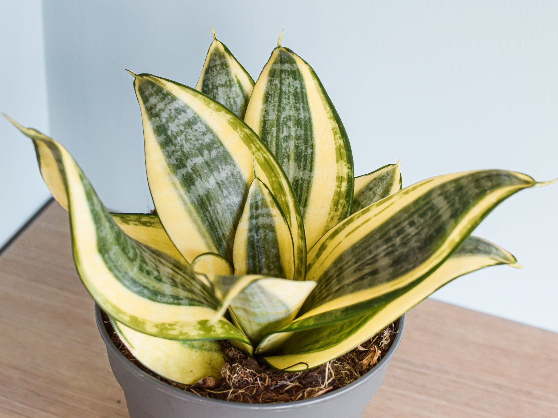 Sansevieria Golden Hahnii | The Plant Boys