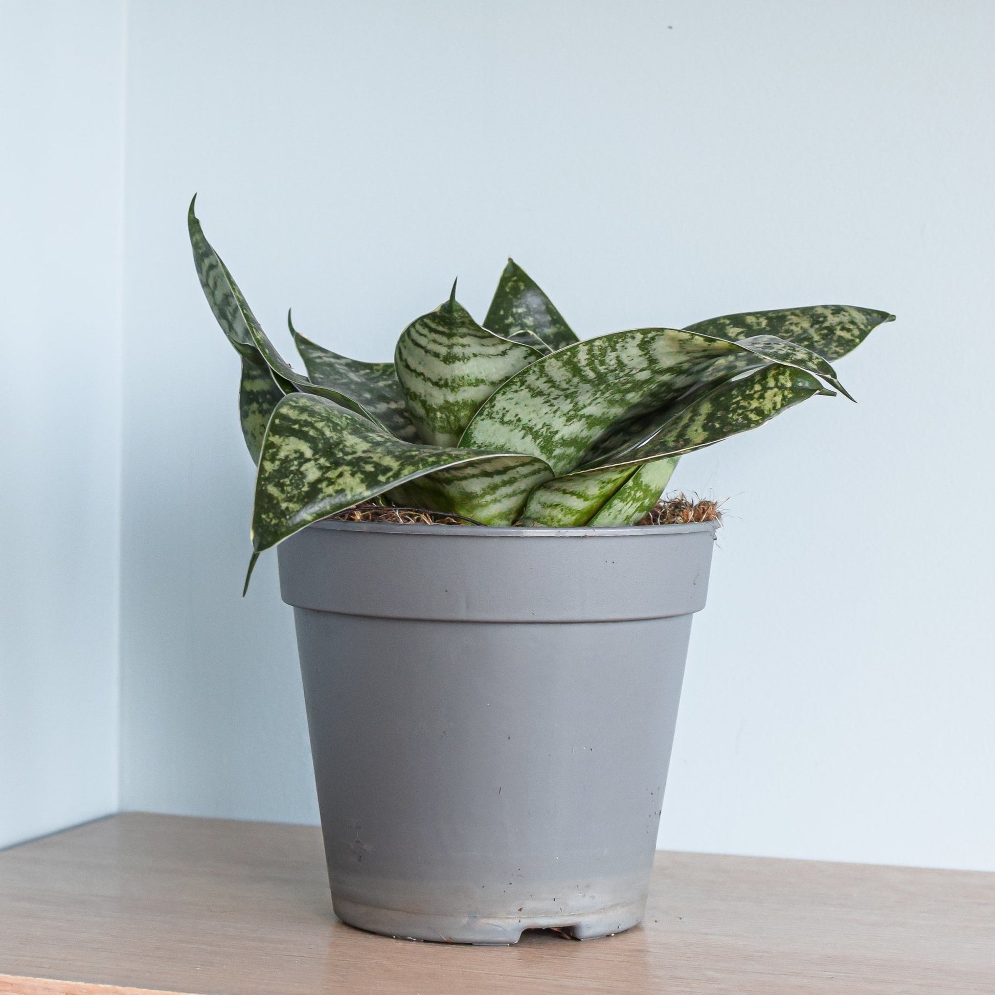 Sansevieria Green Hahnii | The Plant Boys