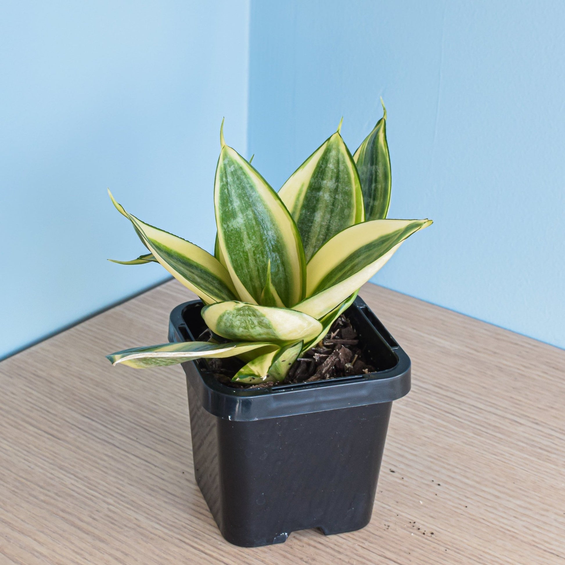 Sansevieria Golden Hahnii | The Plant Boys