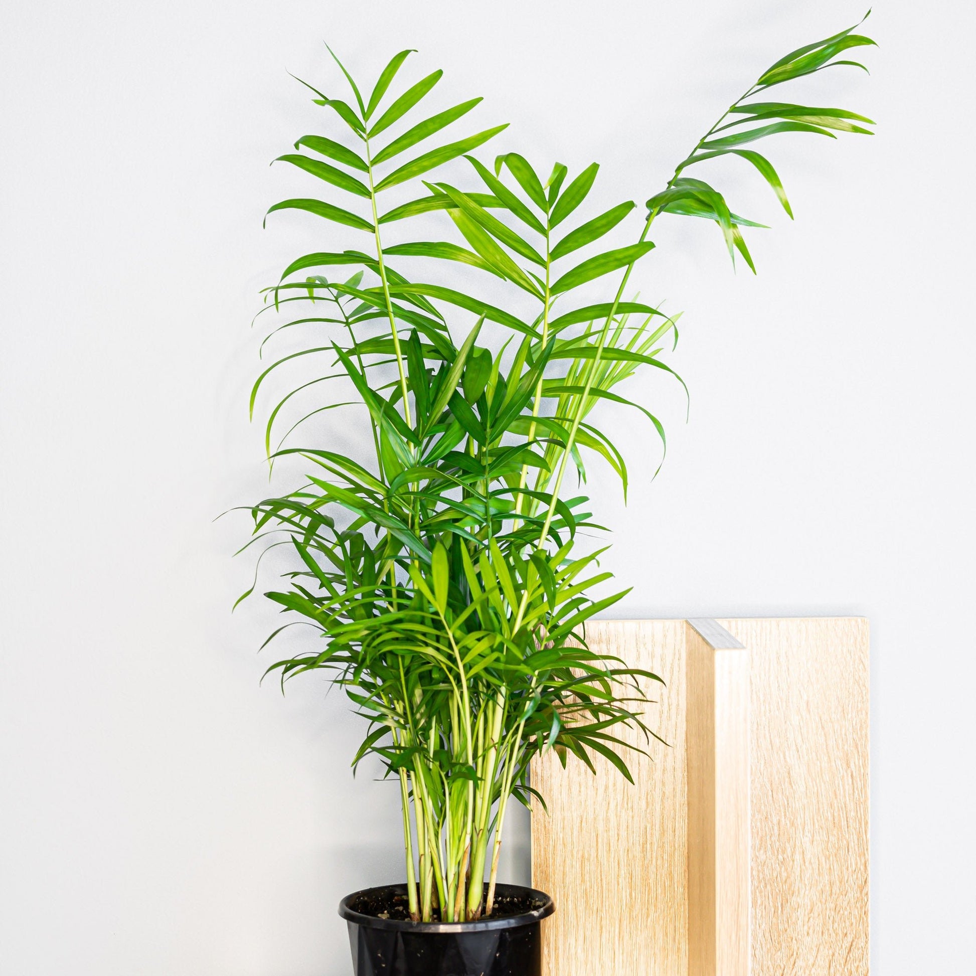 Chamaedorea Elegans Parlour Palm | The Plant Boys