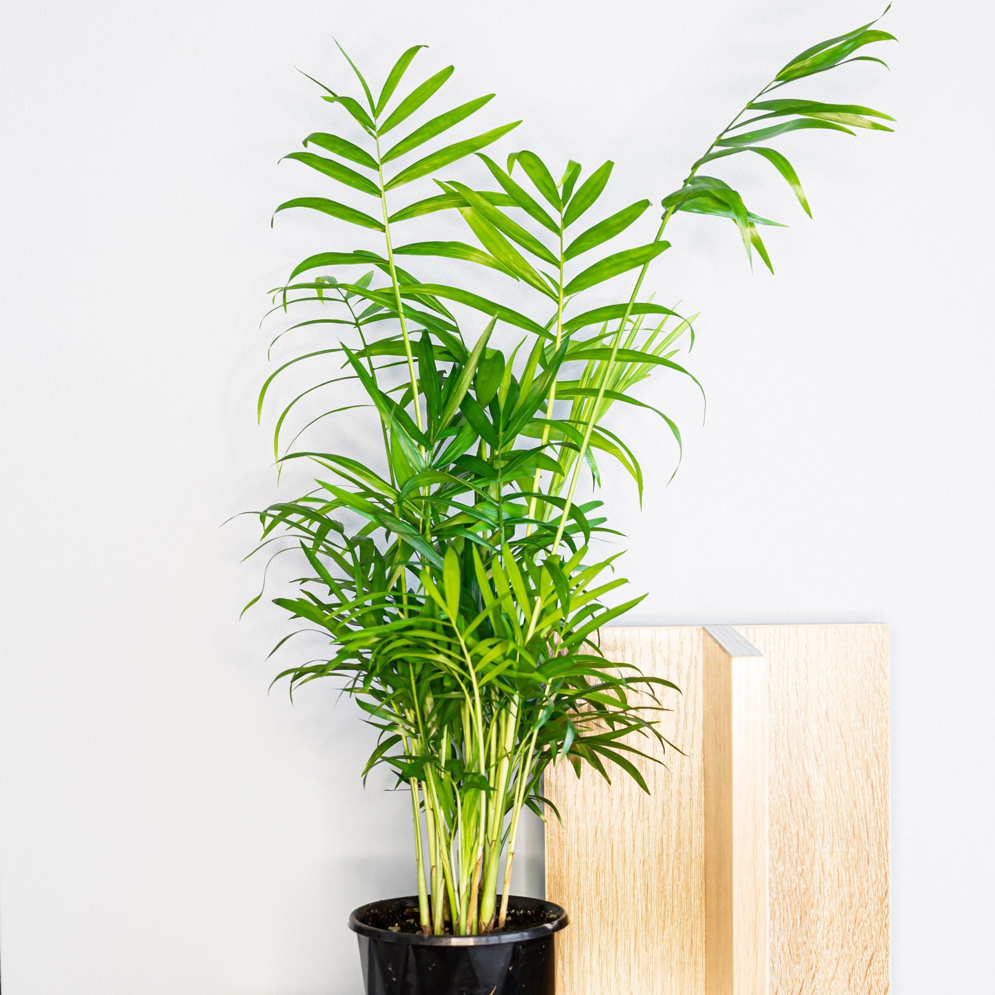 Chamaedorea Elegans Parlour Palm | The Plant Boys