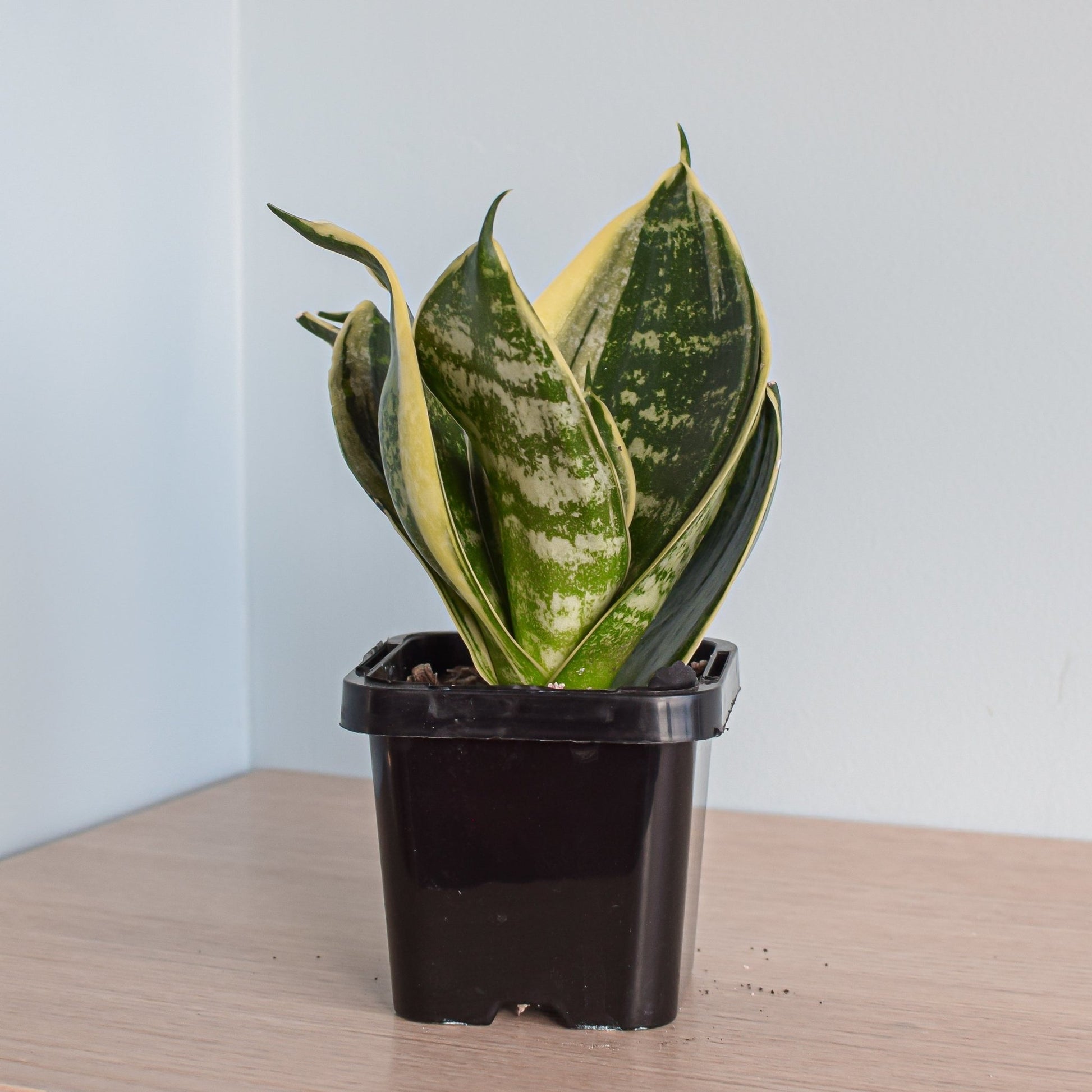 Sansevieria Hahnii Hybrid | The Plant Boys