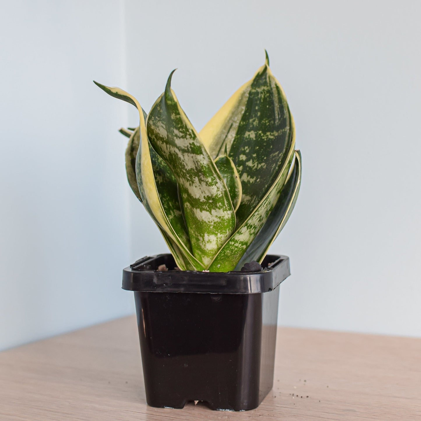 Sansevieria Hahnii Hybrid | The Plant Boys