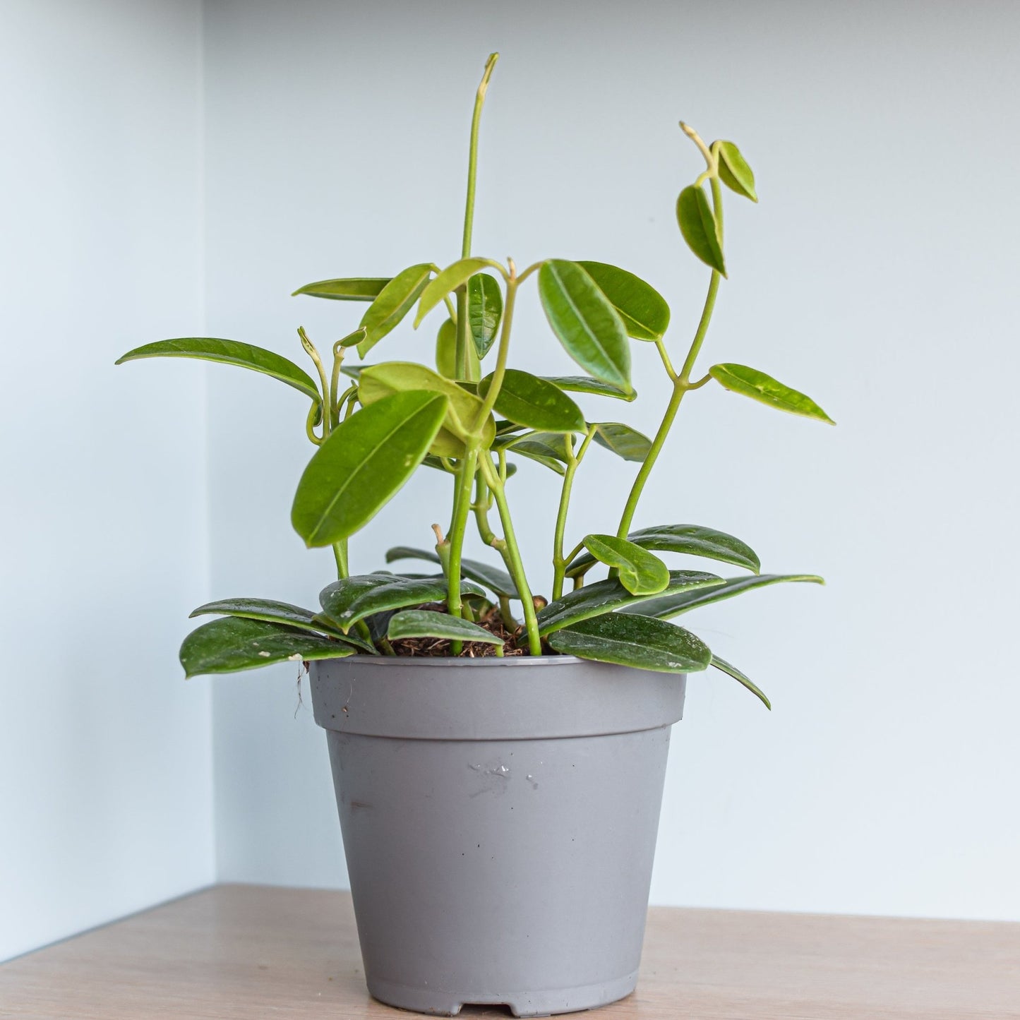 Hoya Coronaria Red | The Plant Boys