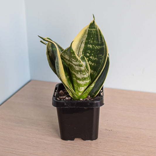 Sansevieria Hahnii Hybrid | The Plant Boys