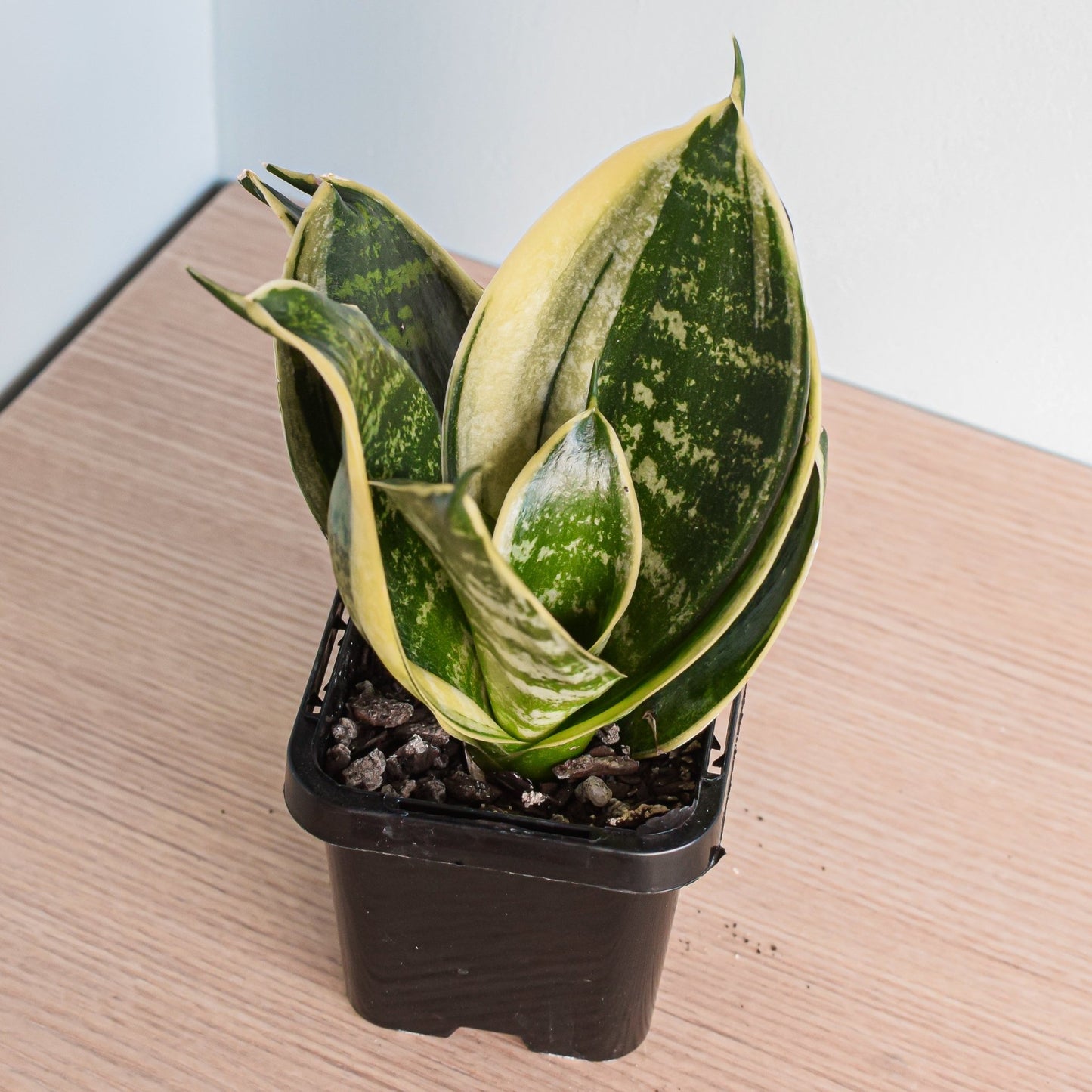 Sansevieria Hahnii Hybrid | The Plant Boys