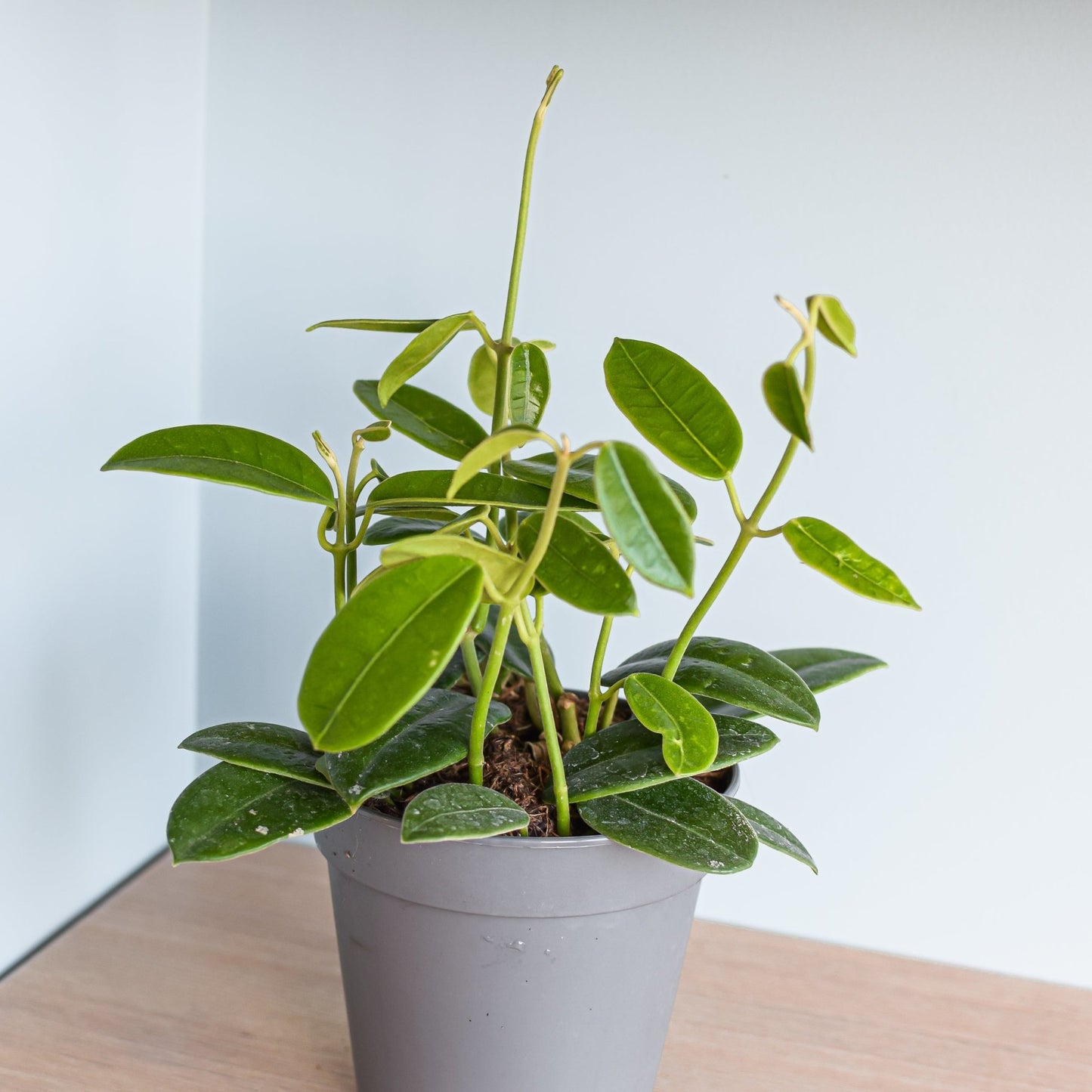 Hoya Coronaria Red | The Plant Boys