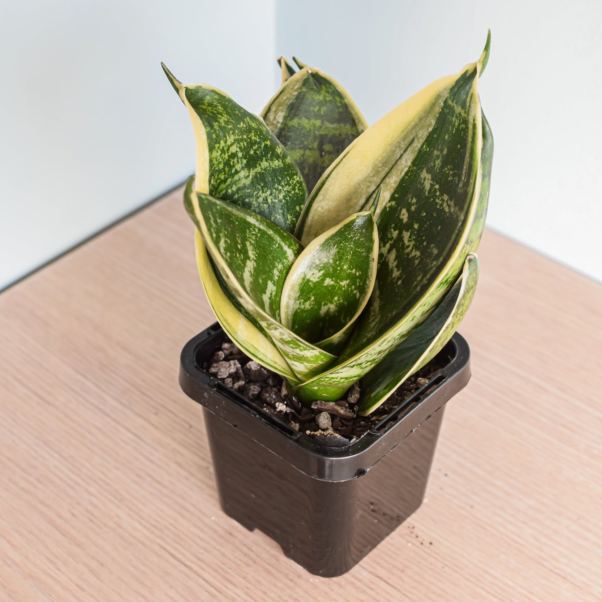 Sansevieria Hahnii Hybrid | The Plant Boys