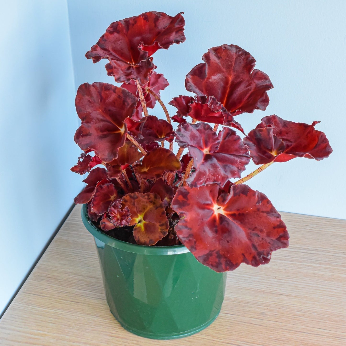 Begonia Sunset Blaze | The Plant Boys