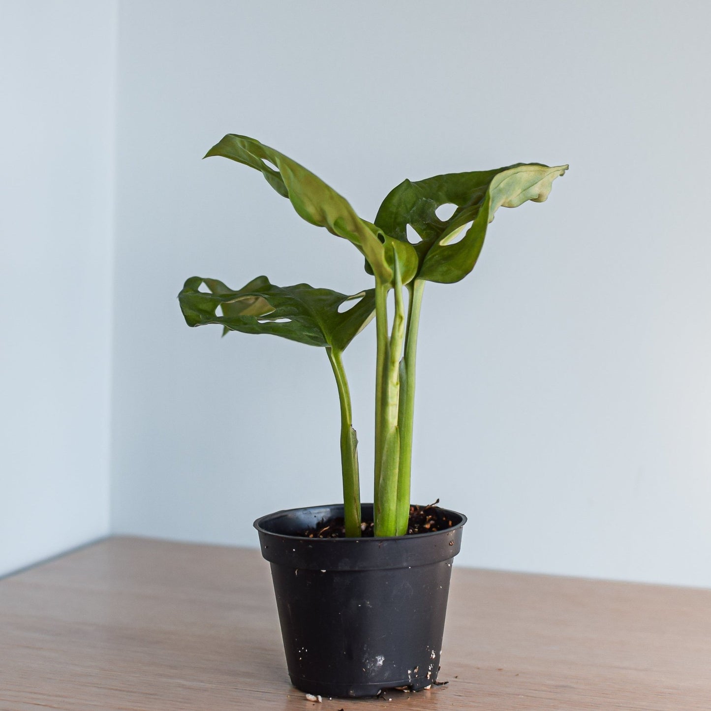 Monstera Adansonii Monkey Mask | The Plant Boys