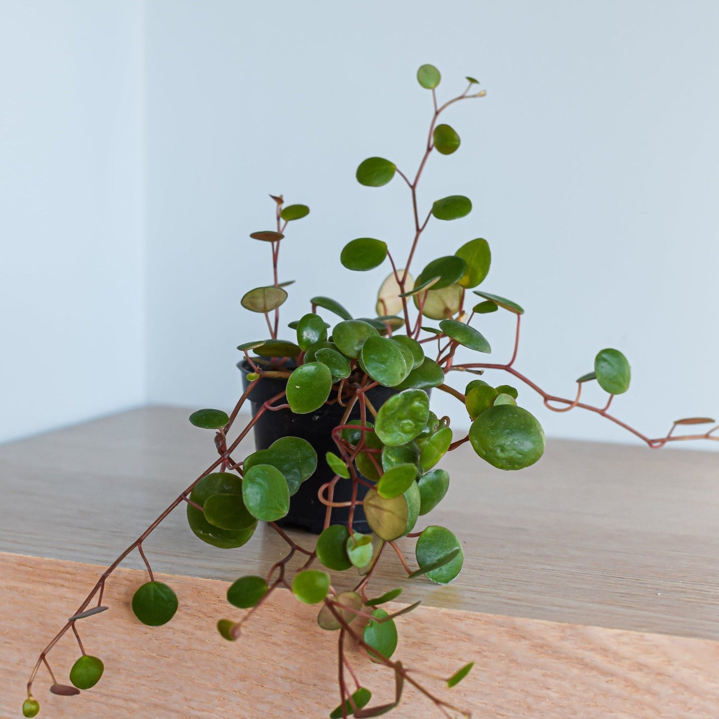 Peperomia Pepperspot | The Plant Boys