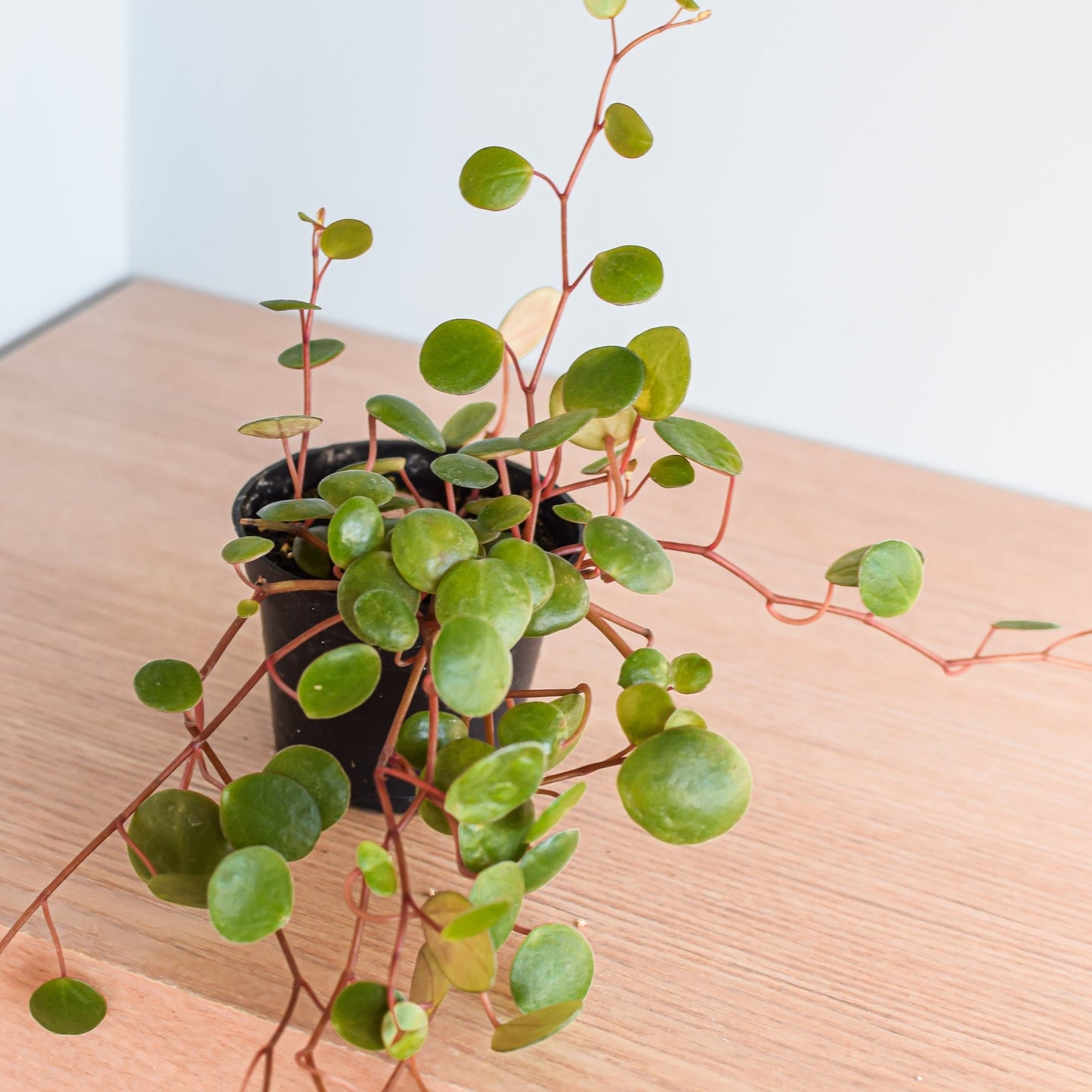 Peperomia Pepperspot | The Plant Boys