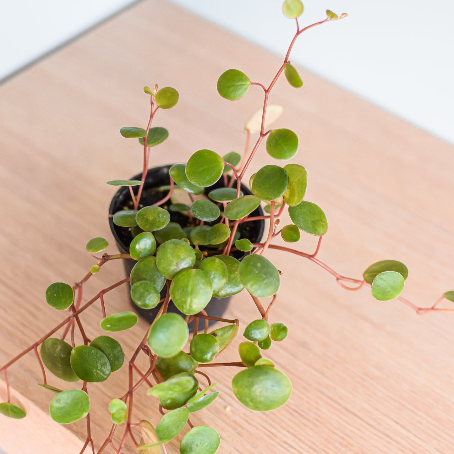 Peperomia Pepperspot | The Plant Boys