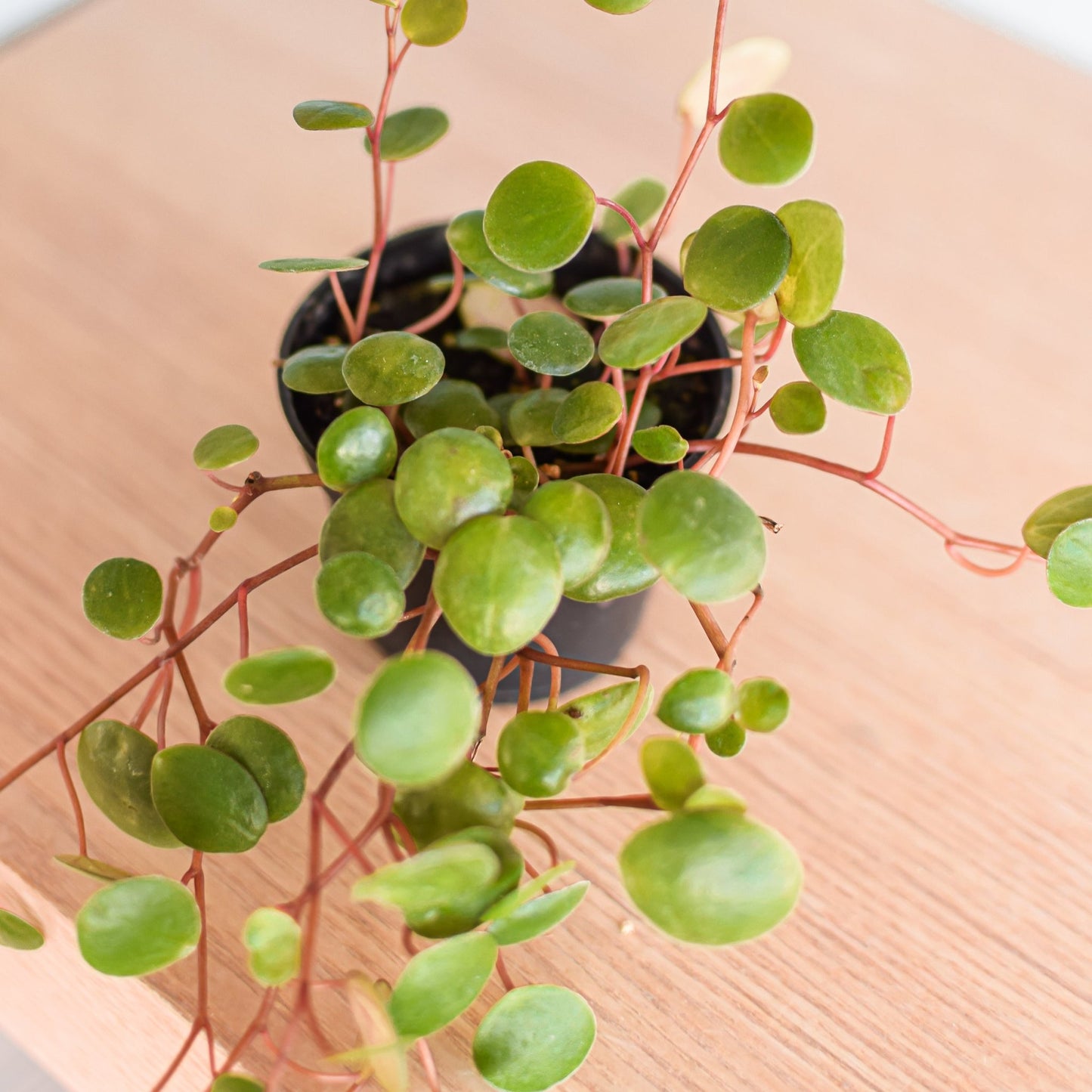 Peperomia Pepperspot | The Plant Boys