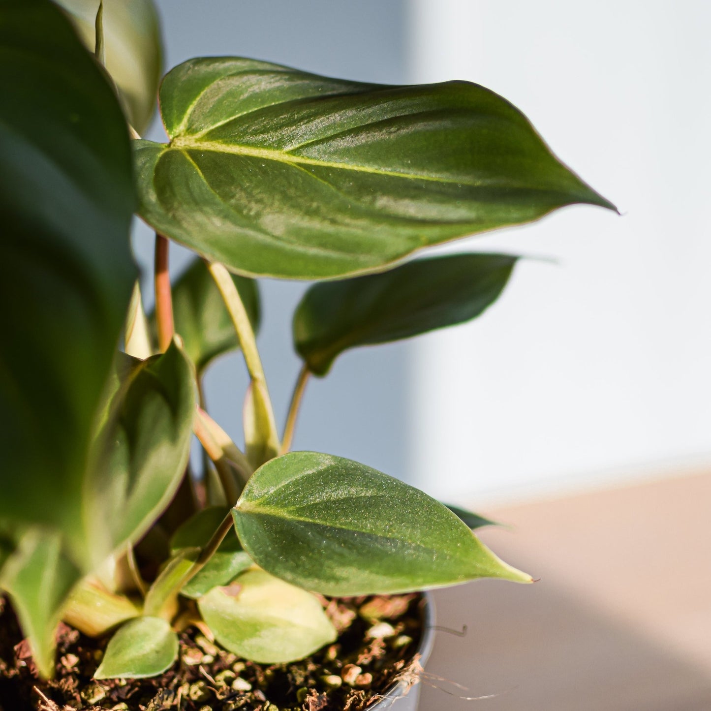 Philodendron Gloriosum | The Plant Boys