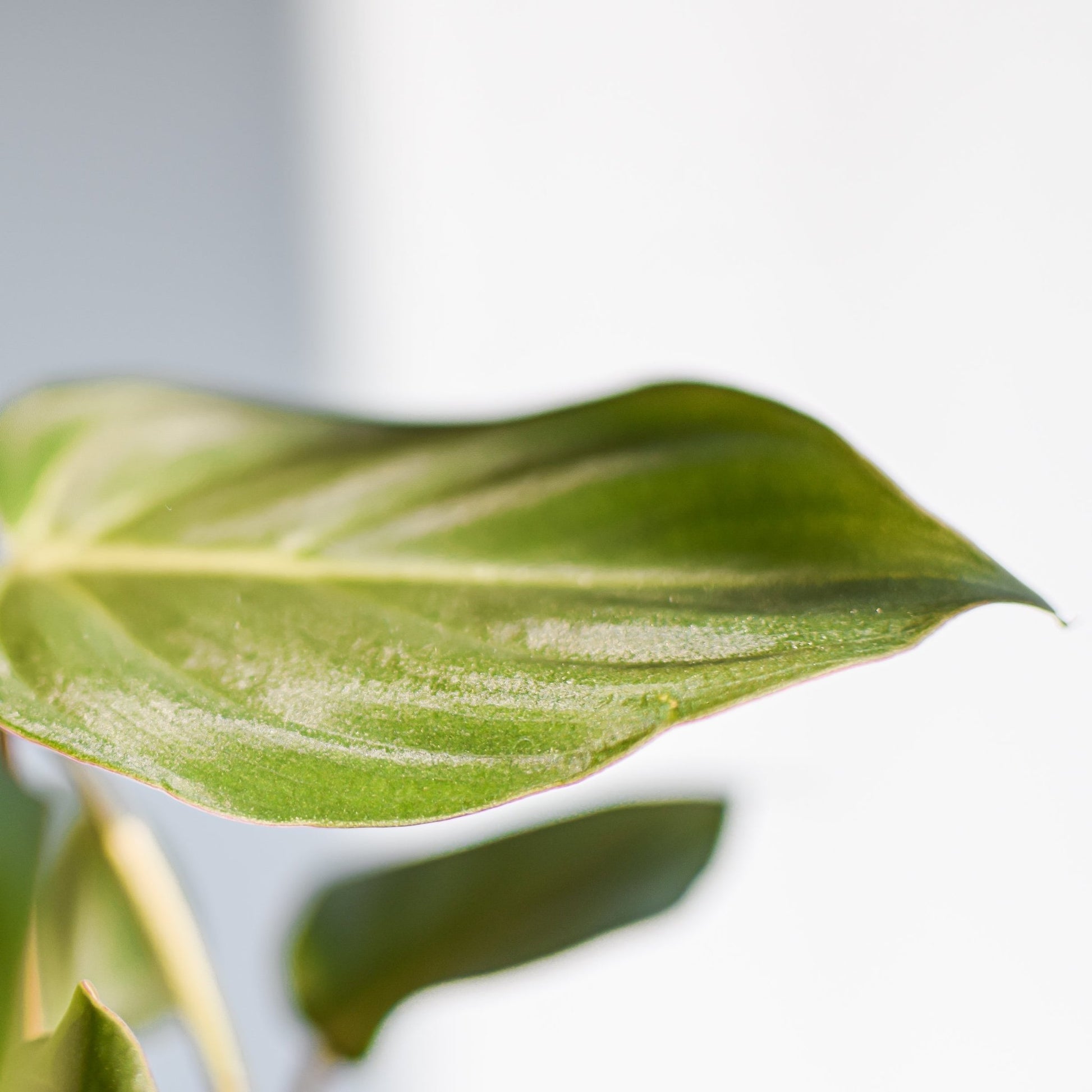 Philodendron Gloriosum | The Plant Boys