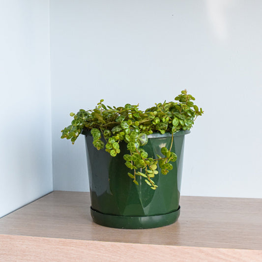 Peperomia String of Turtles | The Plant Boys