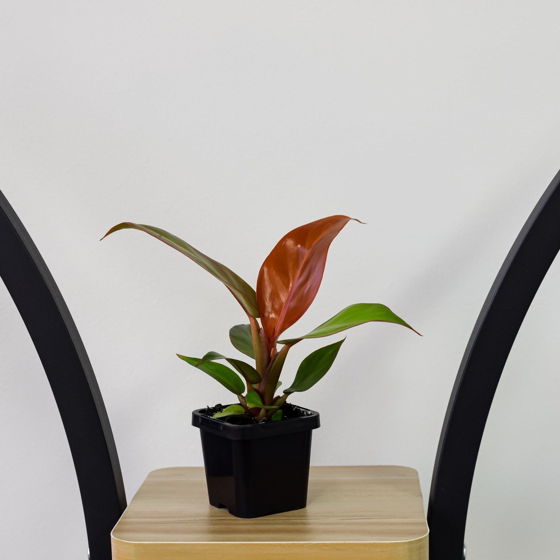 Philodendron Red King | The Plant Boys