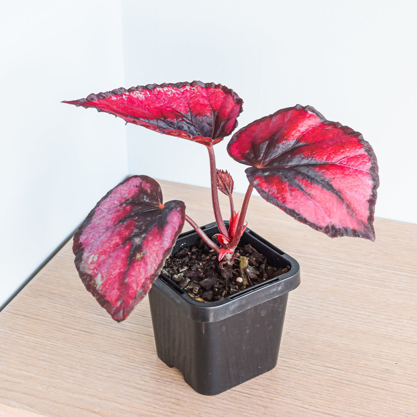 Begonia Red Kiss – The Plant Boys