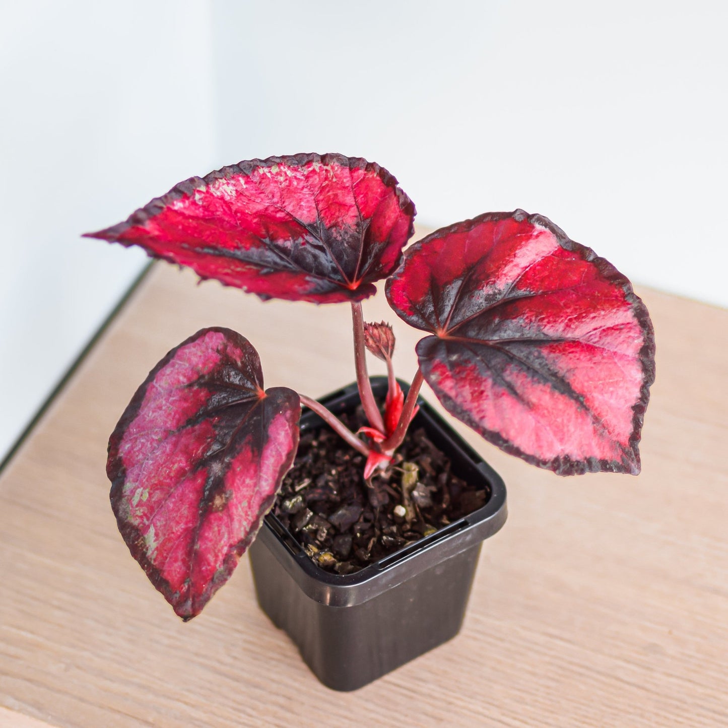 Begonia Red Kiss | The Plant Boys