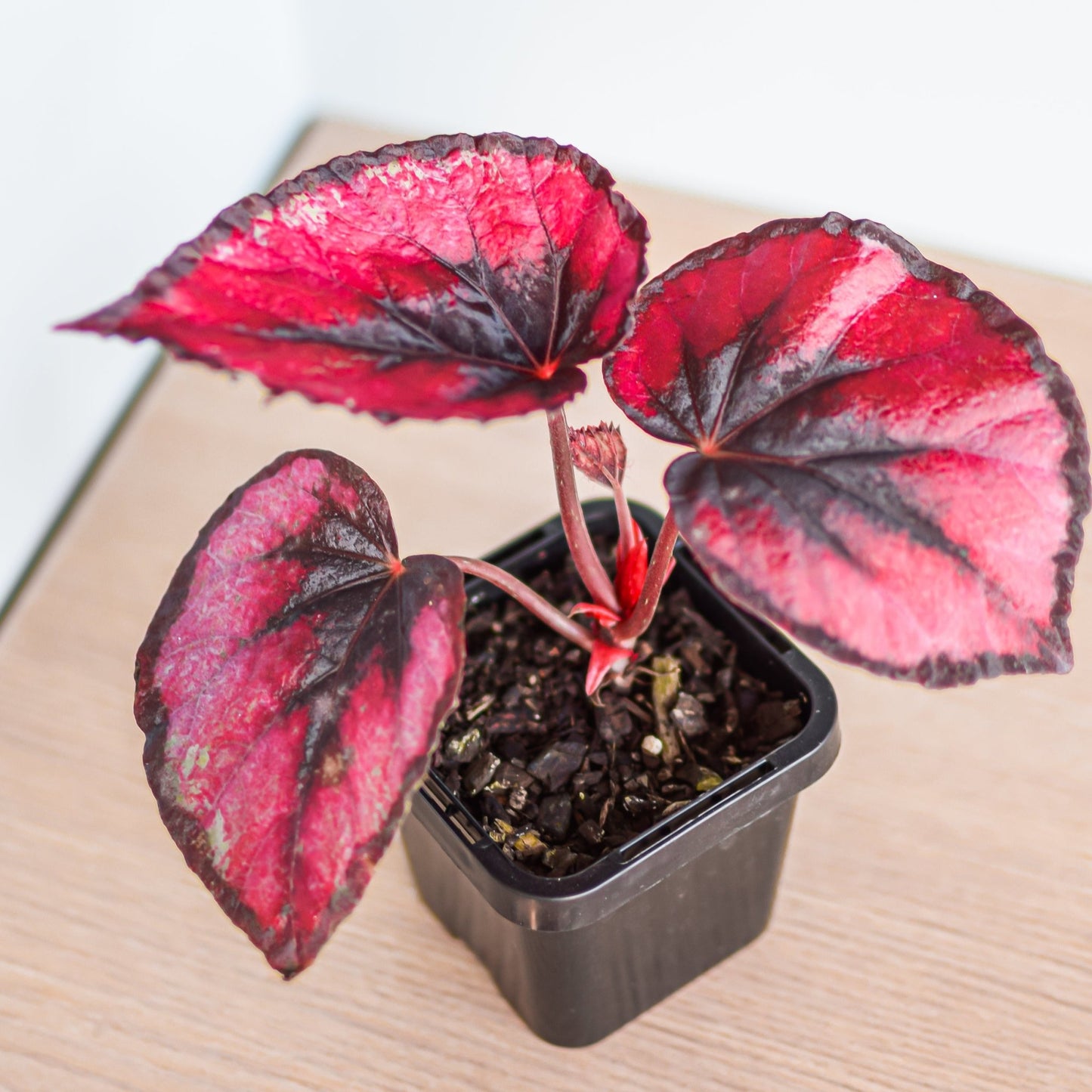 Begonia Red Kiss | The Plant Boys