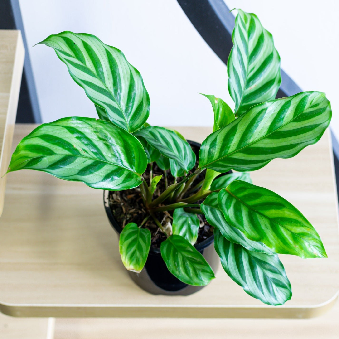 Calathea « Freddy »  main image 1