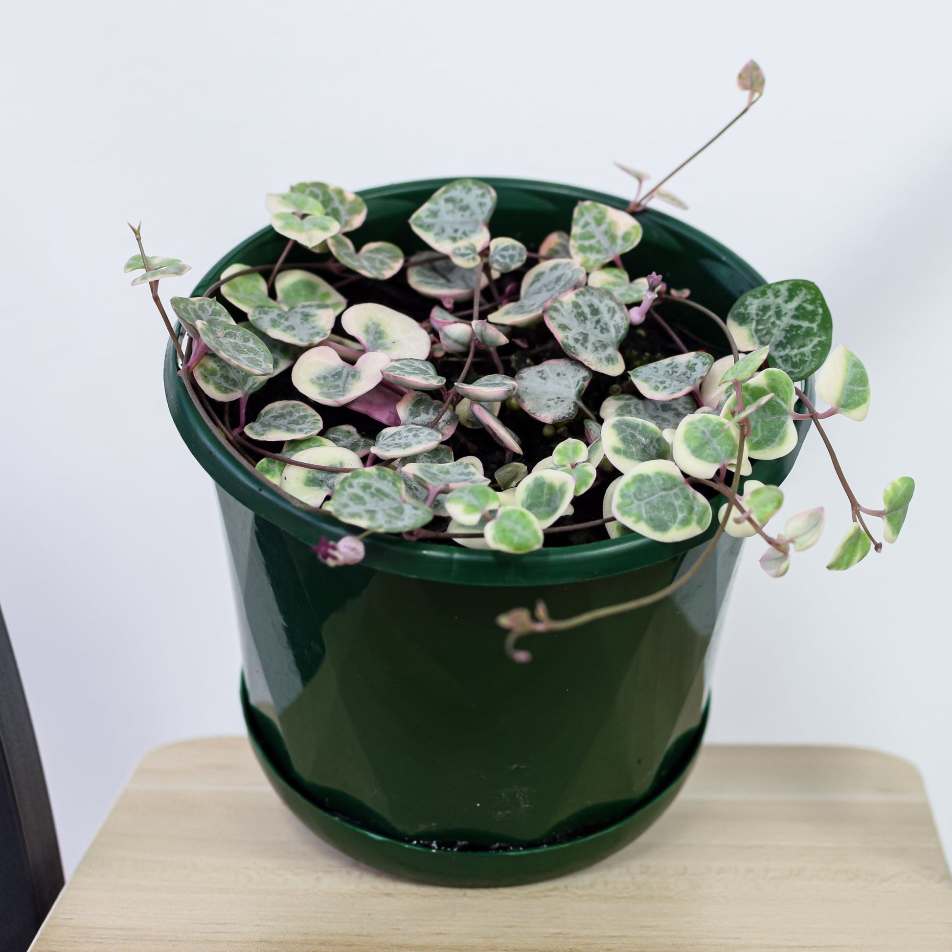 Ceropegia Woodii Chain of Hearts Variegated | The Plant Boys