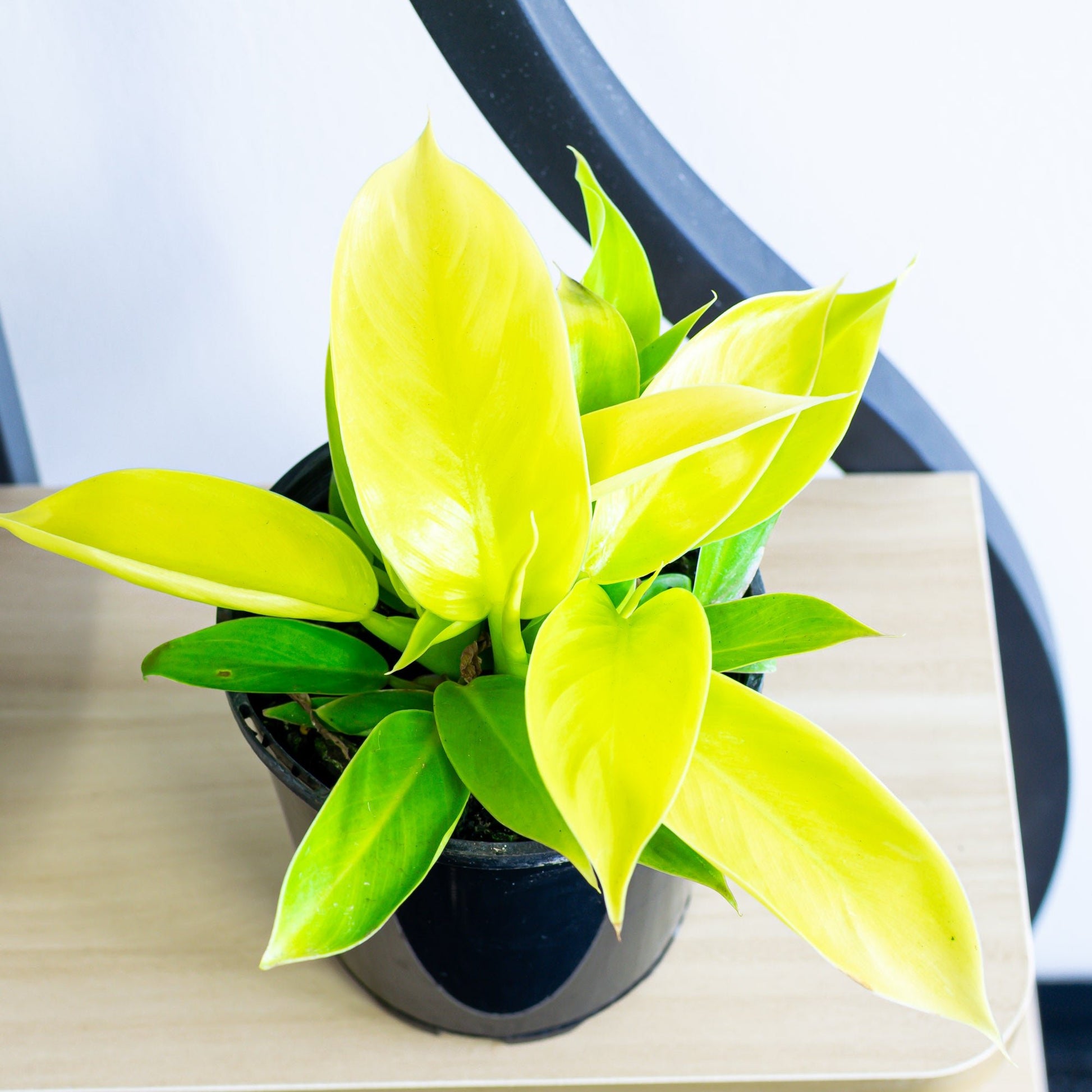 philodendron imperial yellow Philodendron Imperial Gold – The Plant Boys
