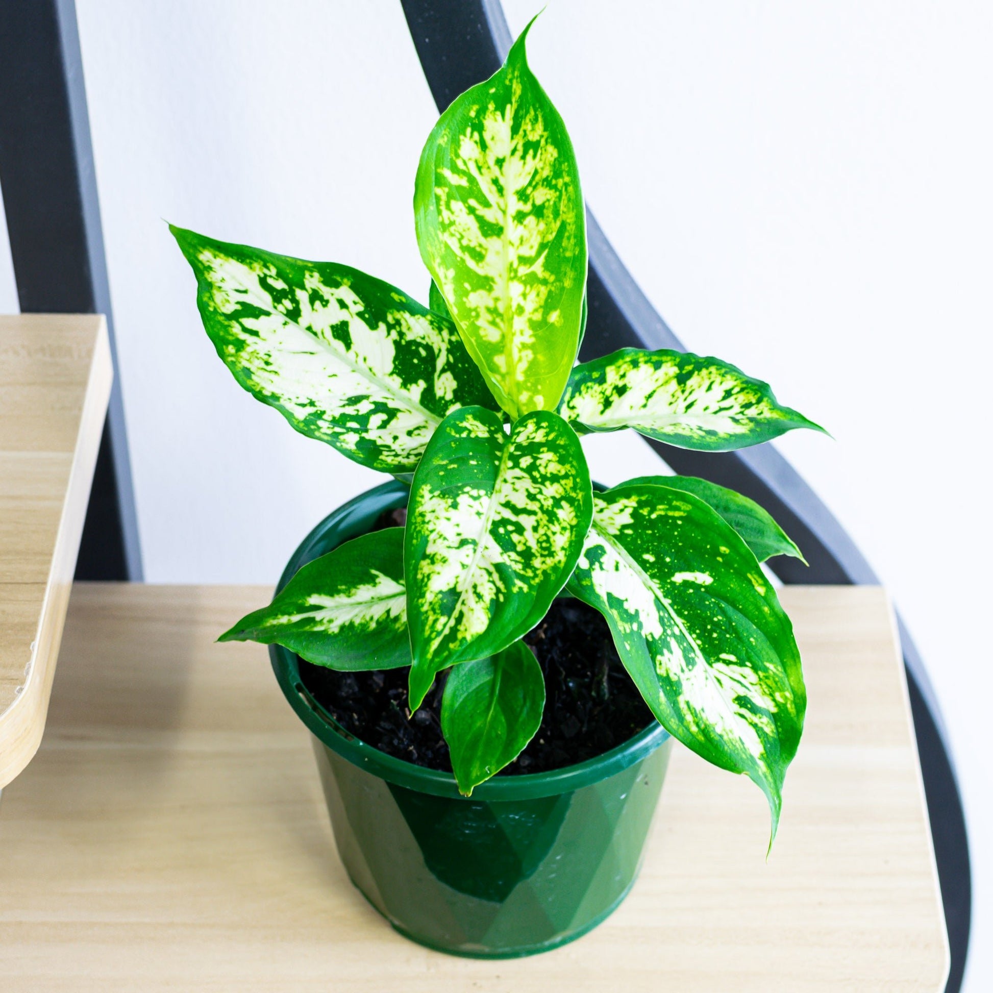 dieffenbachia compacta Dieffenbachia Compacta – The Plant Boys