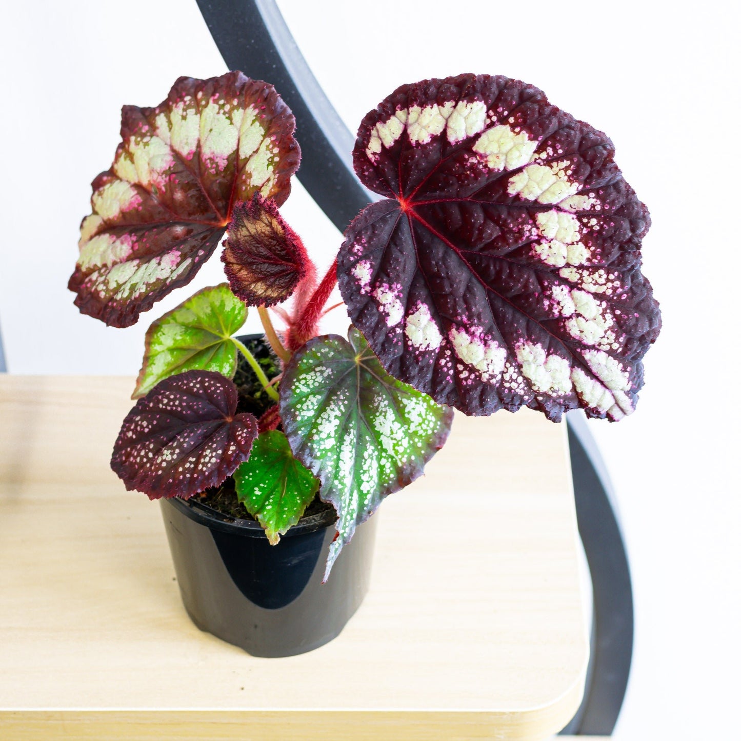 Begonia Dibs Tuxedo | The Plant Boys