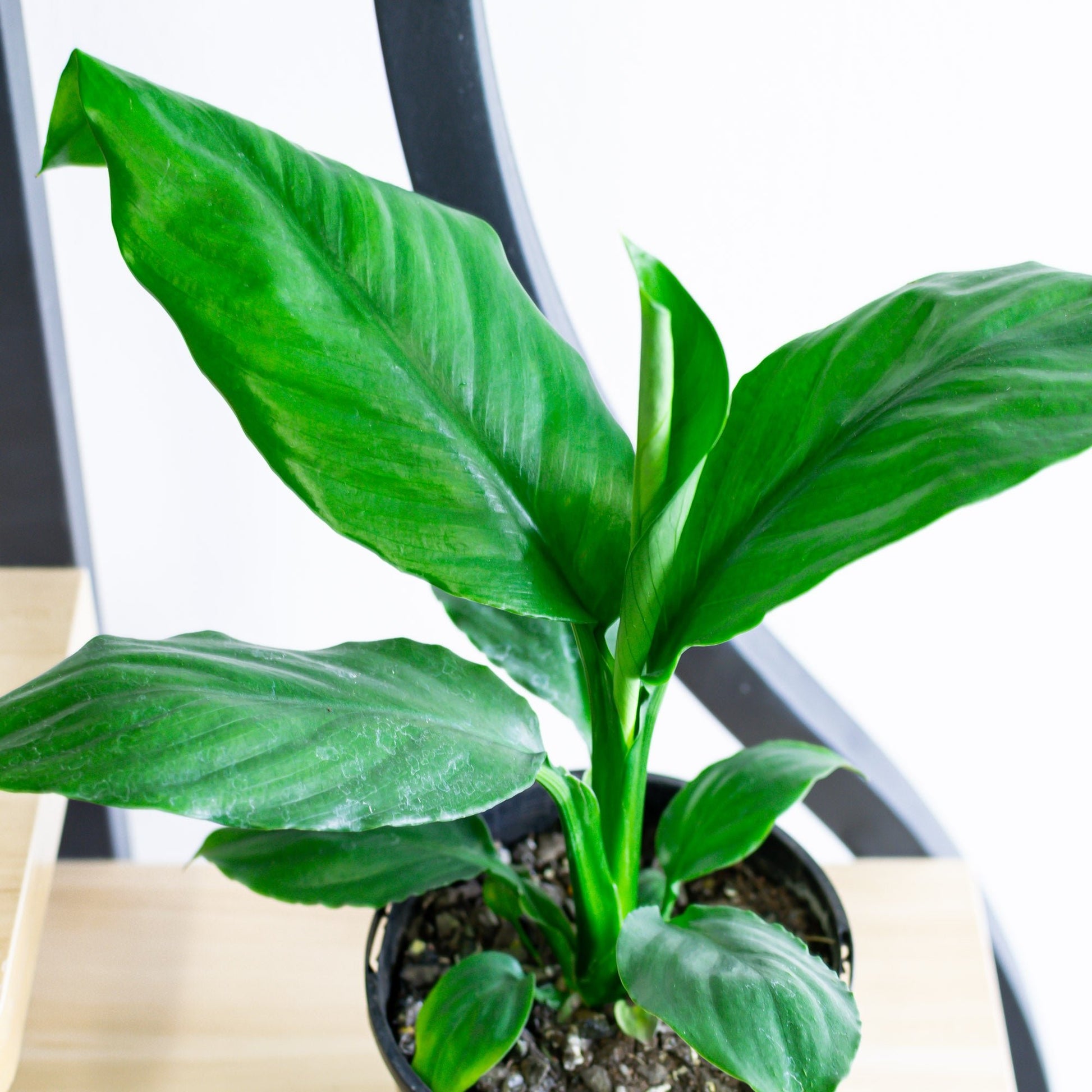 blue moon peace lily flower Spathiphyllum Blue Moon Peace Lily – The Plant Boys