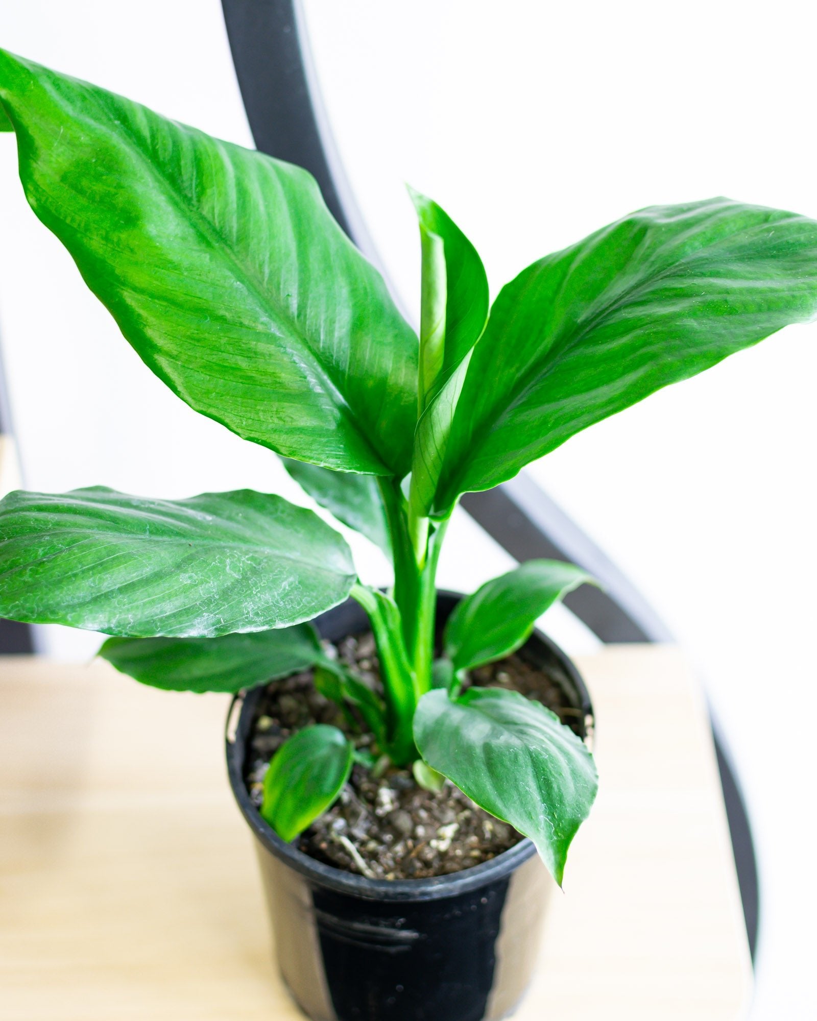 Spathiphyllum Blue Moon Peace Lily | The Plant Boys