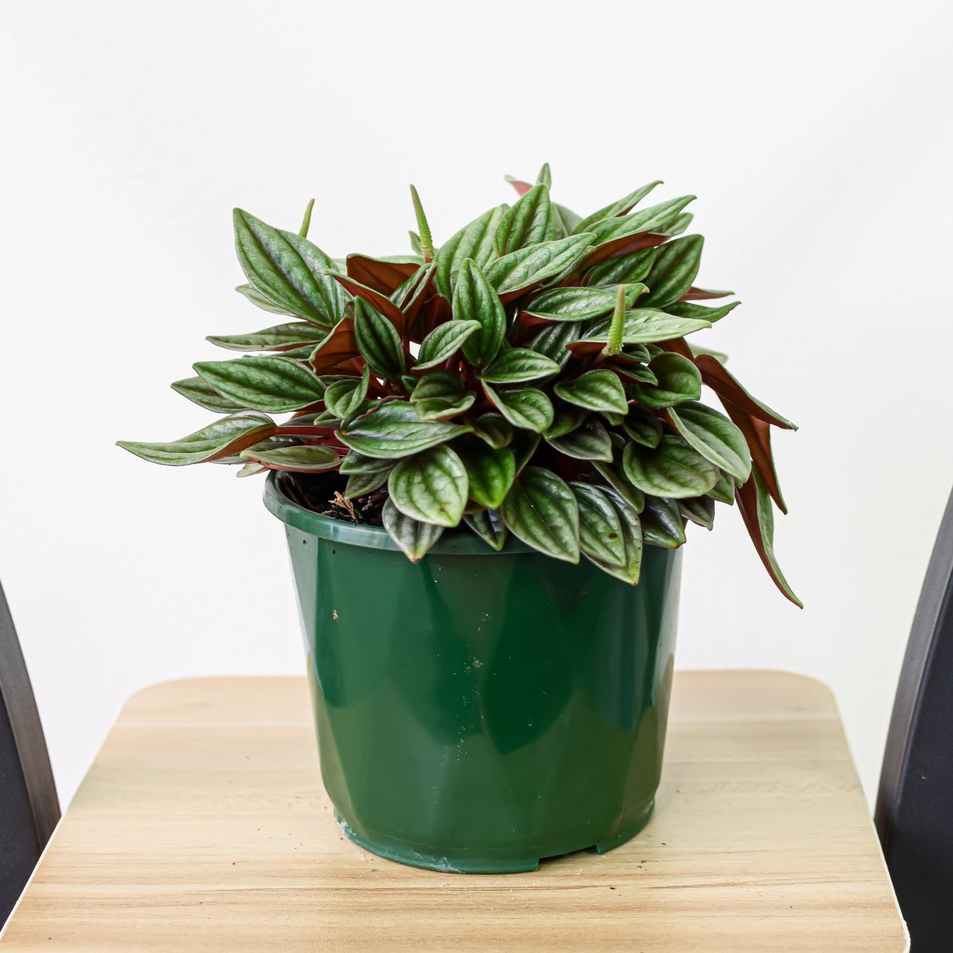 Peperomia San Marino | The Plant Boys