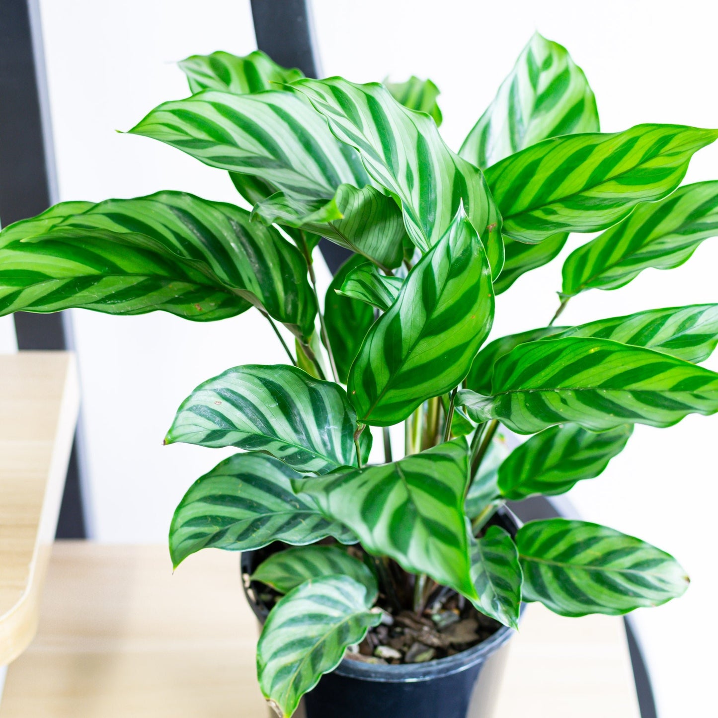 Calathea Freddy | The Plant Boys