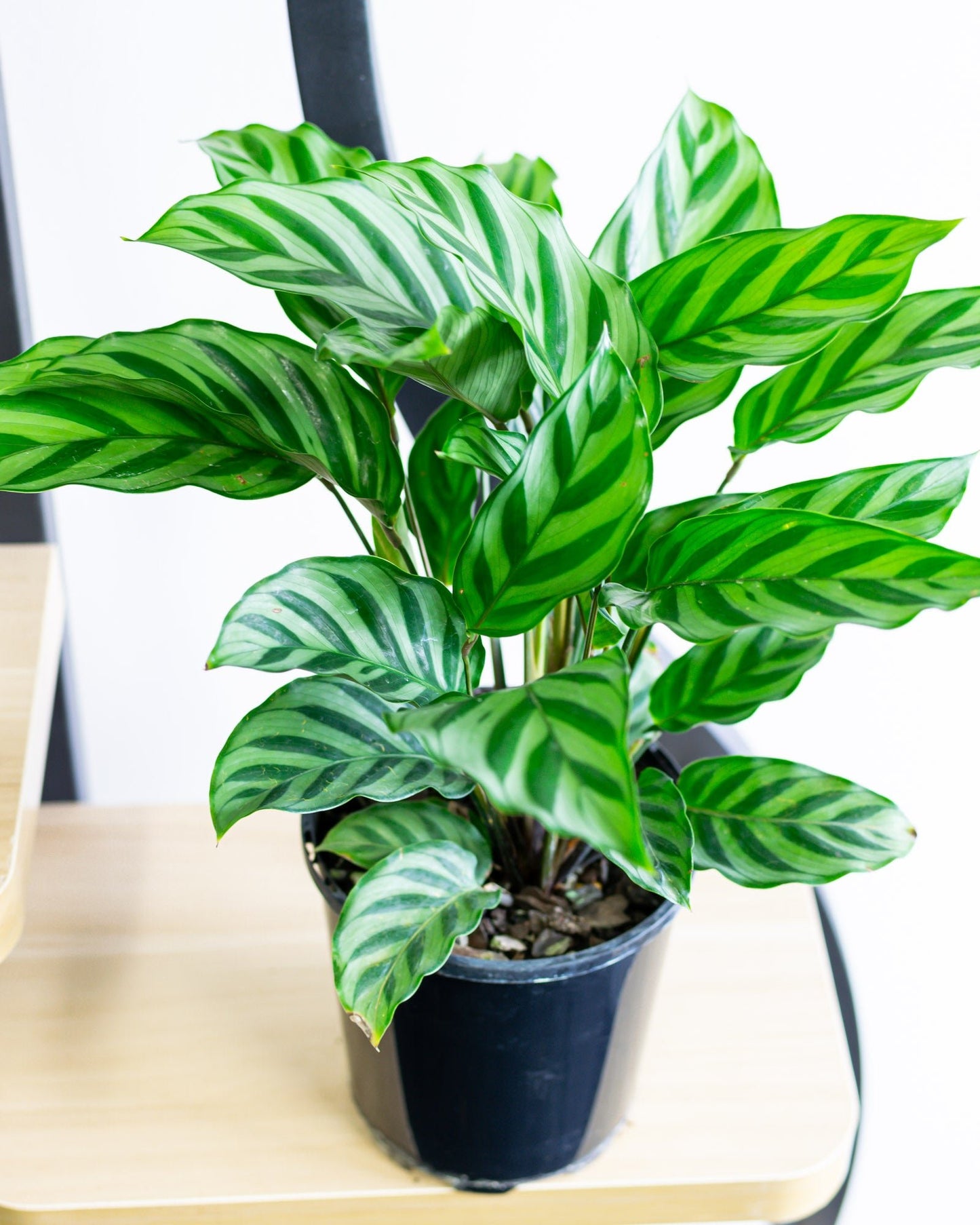 Calathea Freddy | The Plant Boys