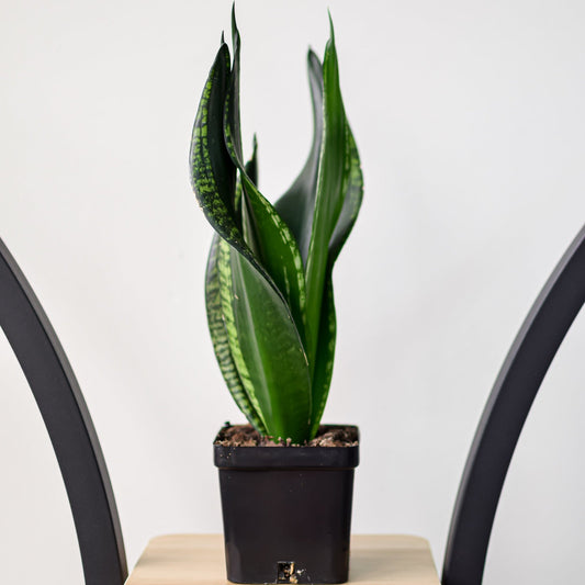 Sansevieria Whitney | The Plant Boys