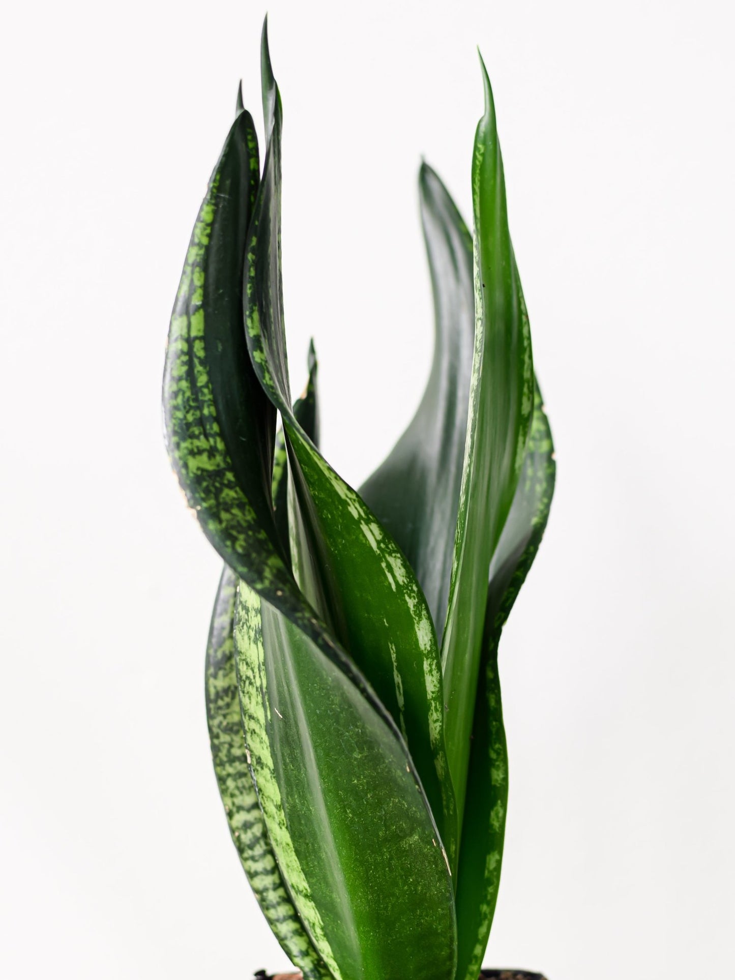 Sansevieria Whitney | The Plant Boys