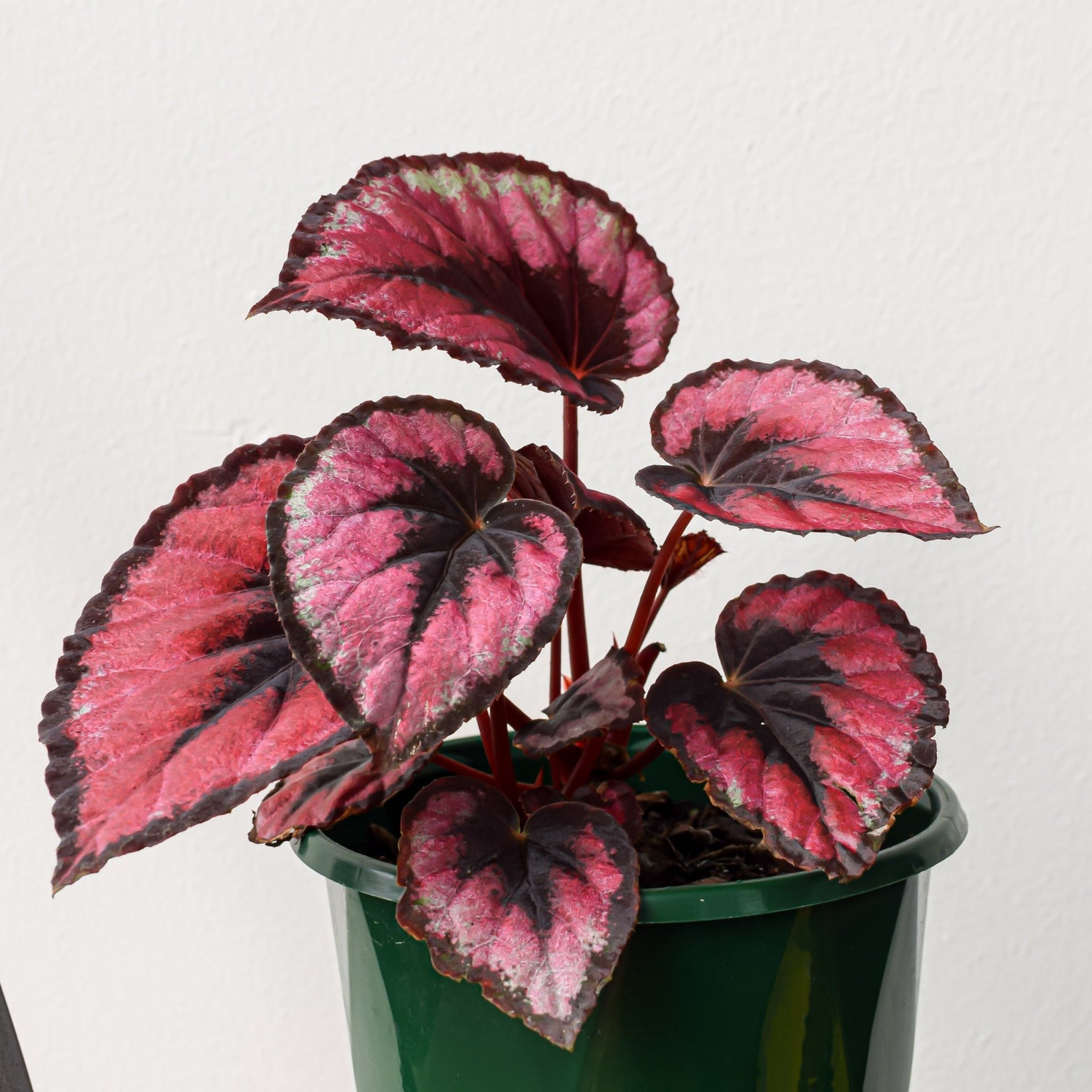 Begonia Red Kiss The Plant Boys