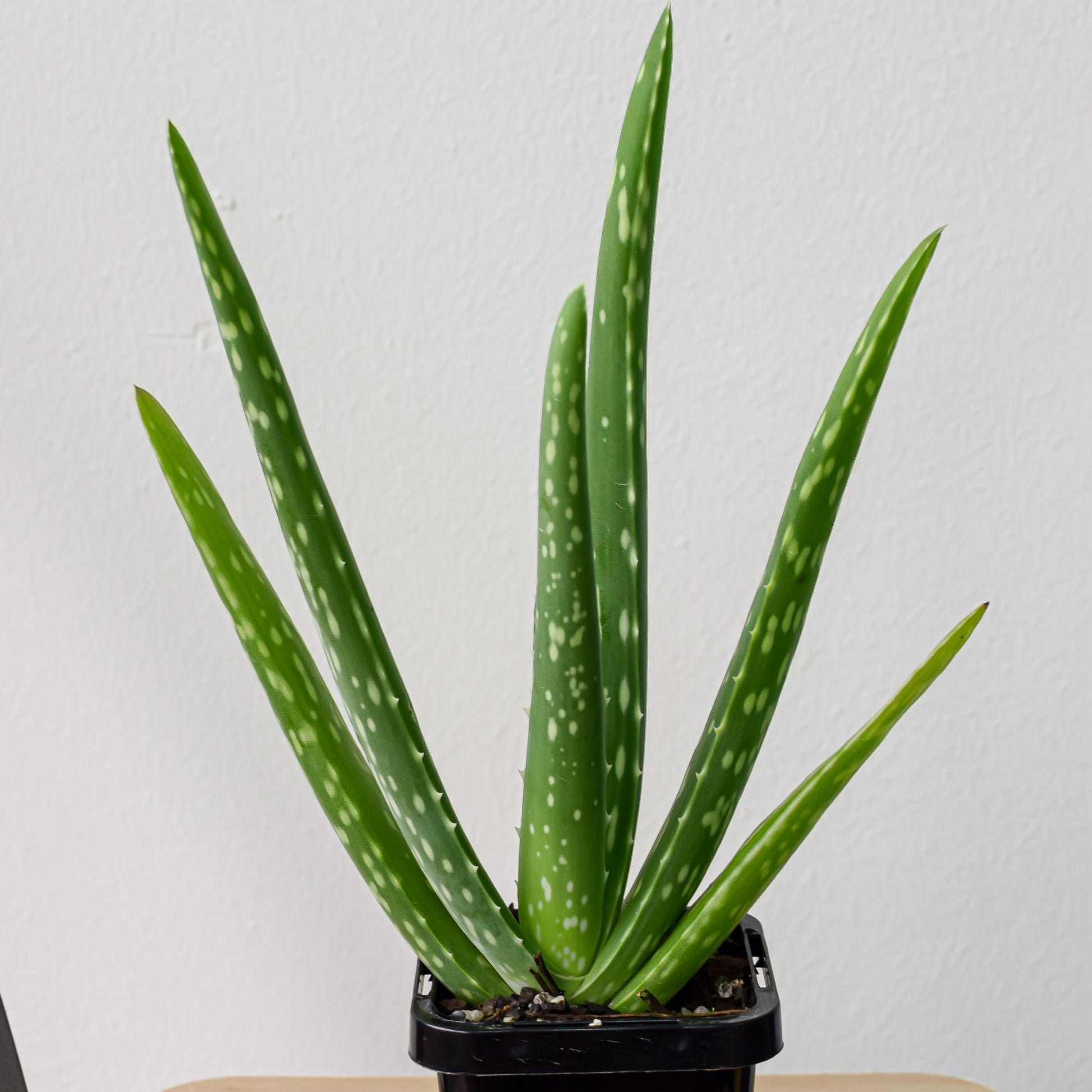 Aloe Vera | The Plant Boys