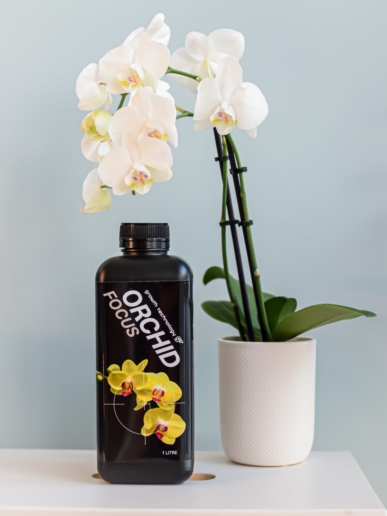 Orchid Focus | The Plant Boys