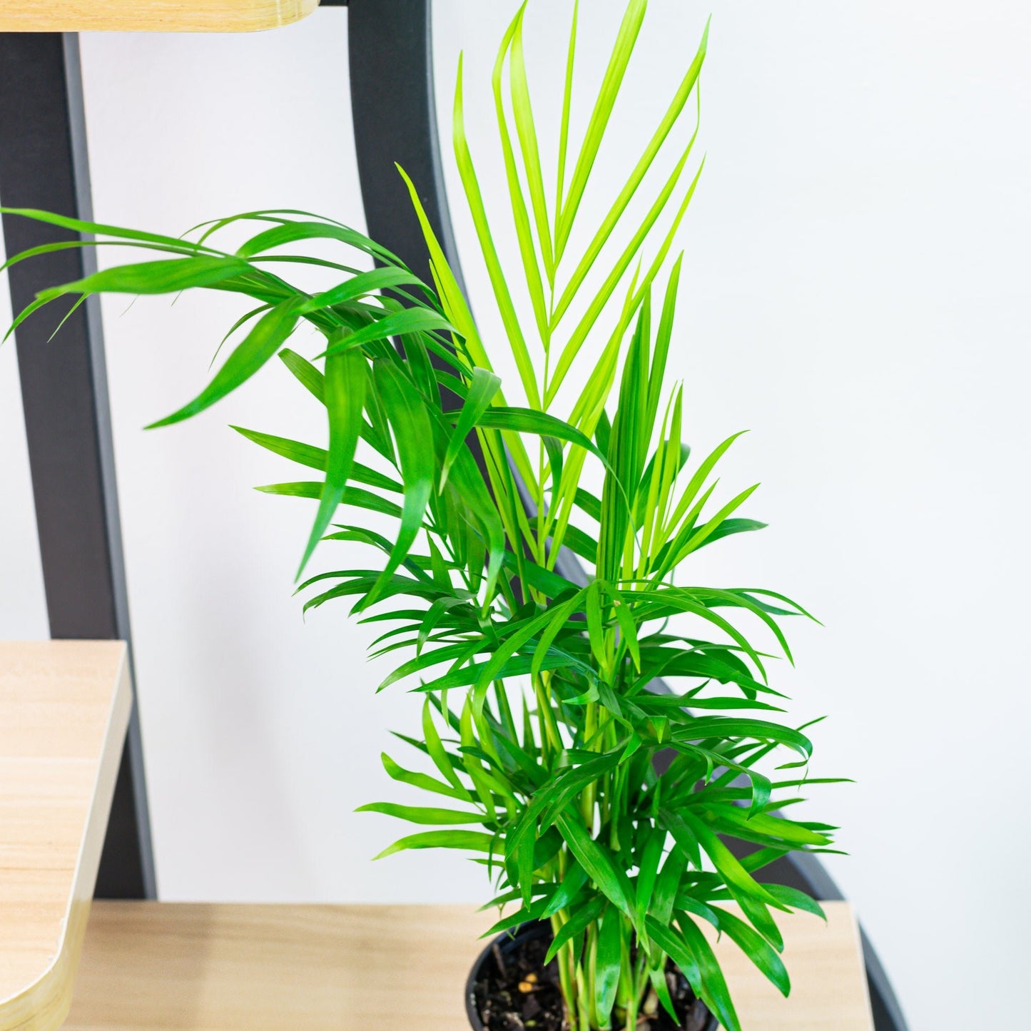 Chamaedorea Elegans Parlour Palm | The Plant Boys